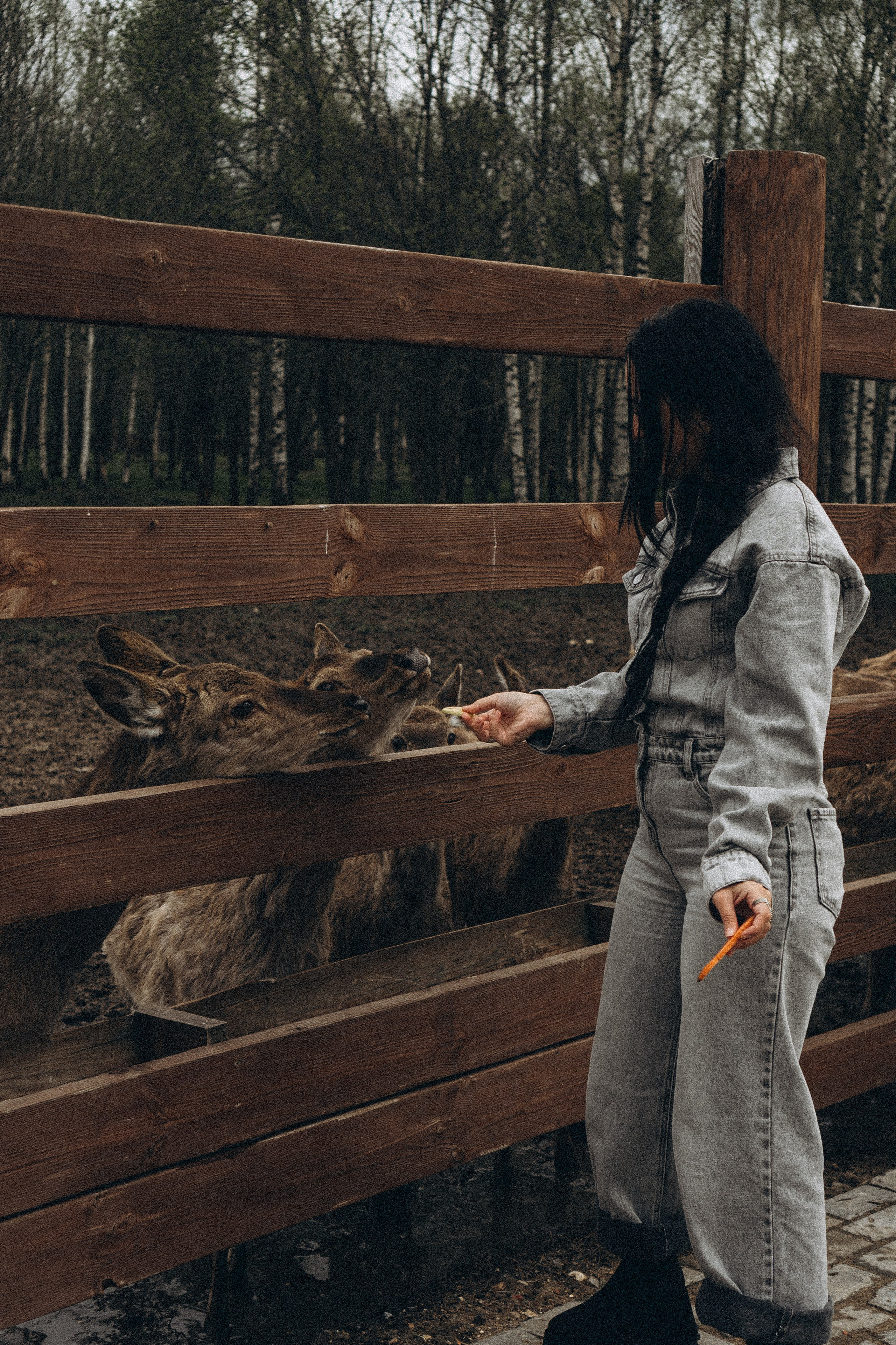 ОЛЕНЬЯ ФЕРМА В ТВЕРИ. Профессиональный фотограф, Санкт-Петербург — Виктория Богомолова
