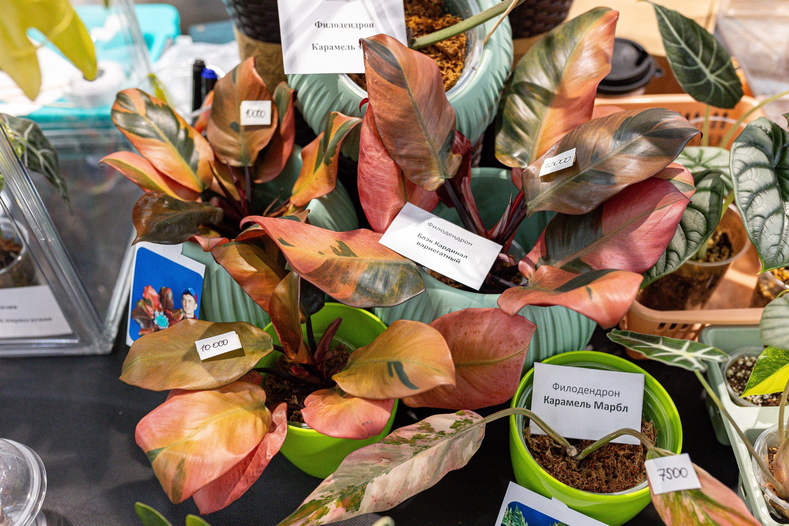 Green rare июнь 2025. Александра Куликова фотограф, Москва