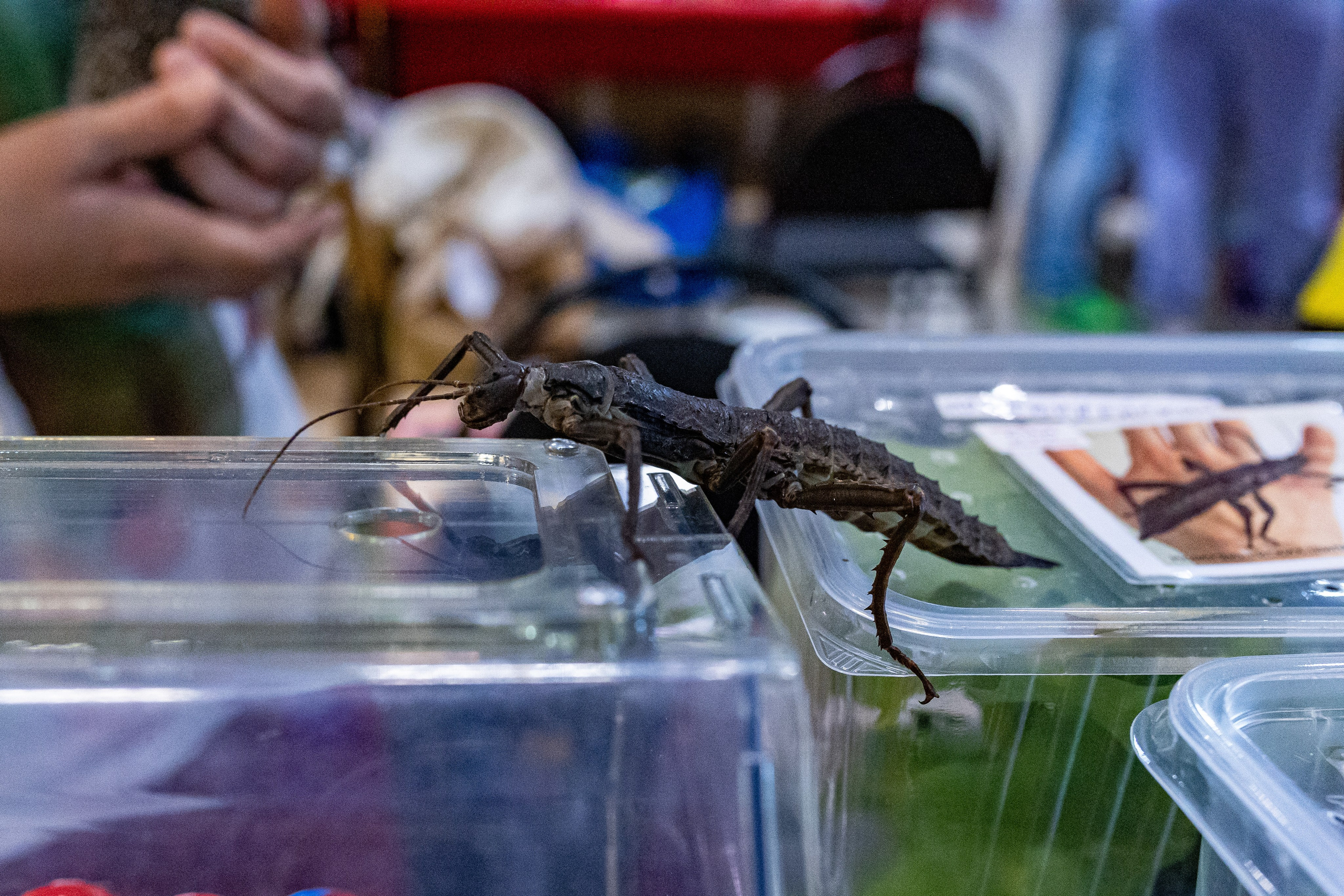 Рептилиум 2024. Александра Куликова фотограф, Москва