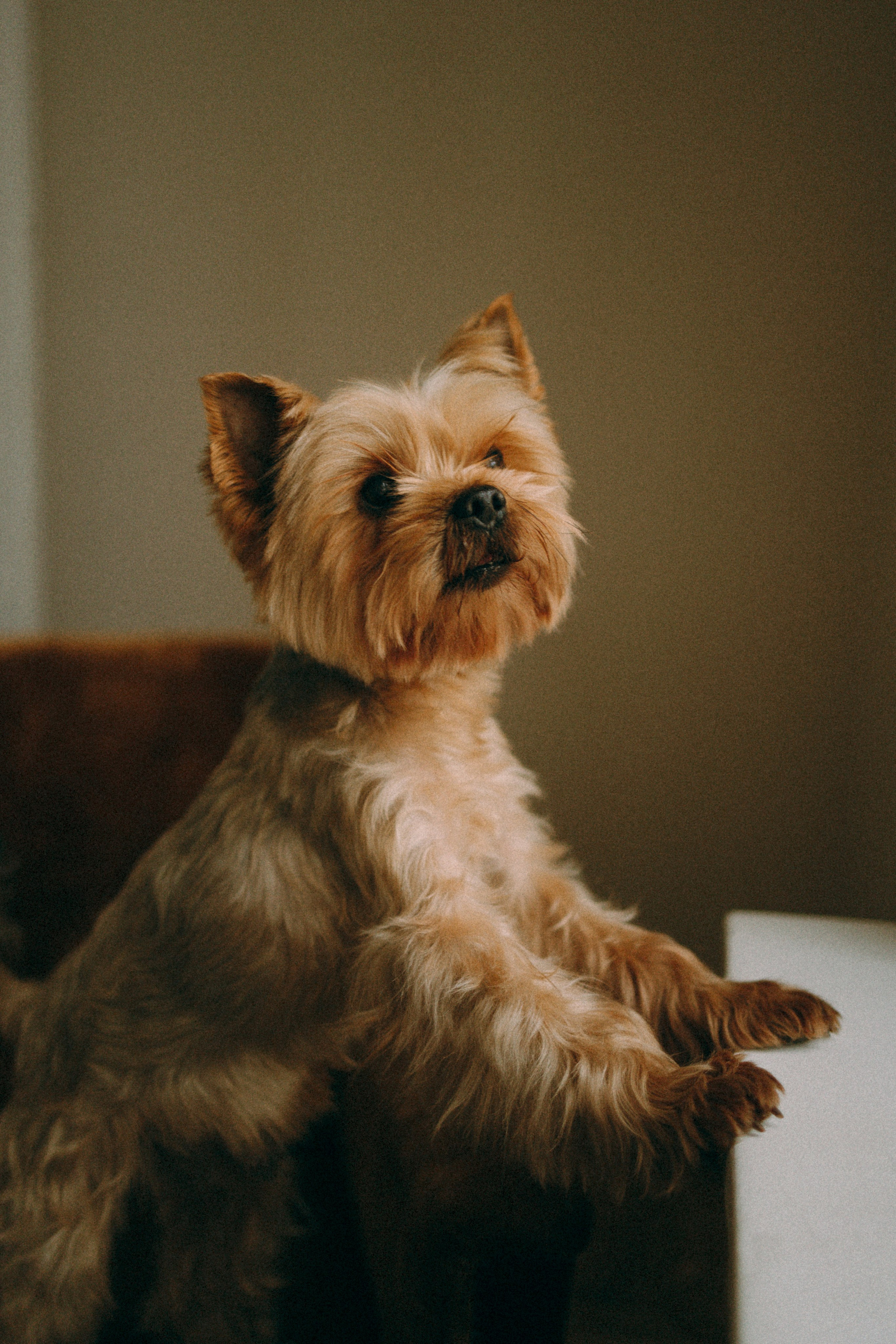 Ричард и Ксюша. Фотограф анималист Анастасия Пикей