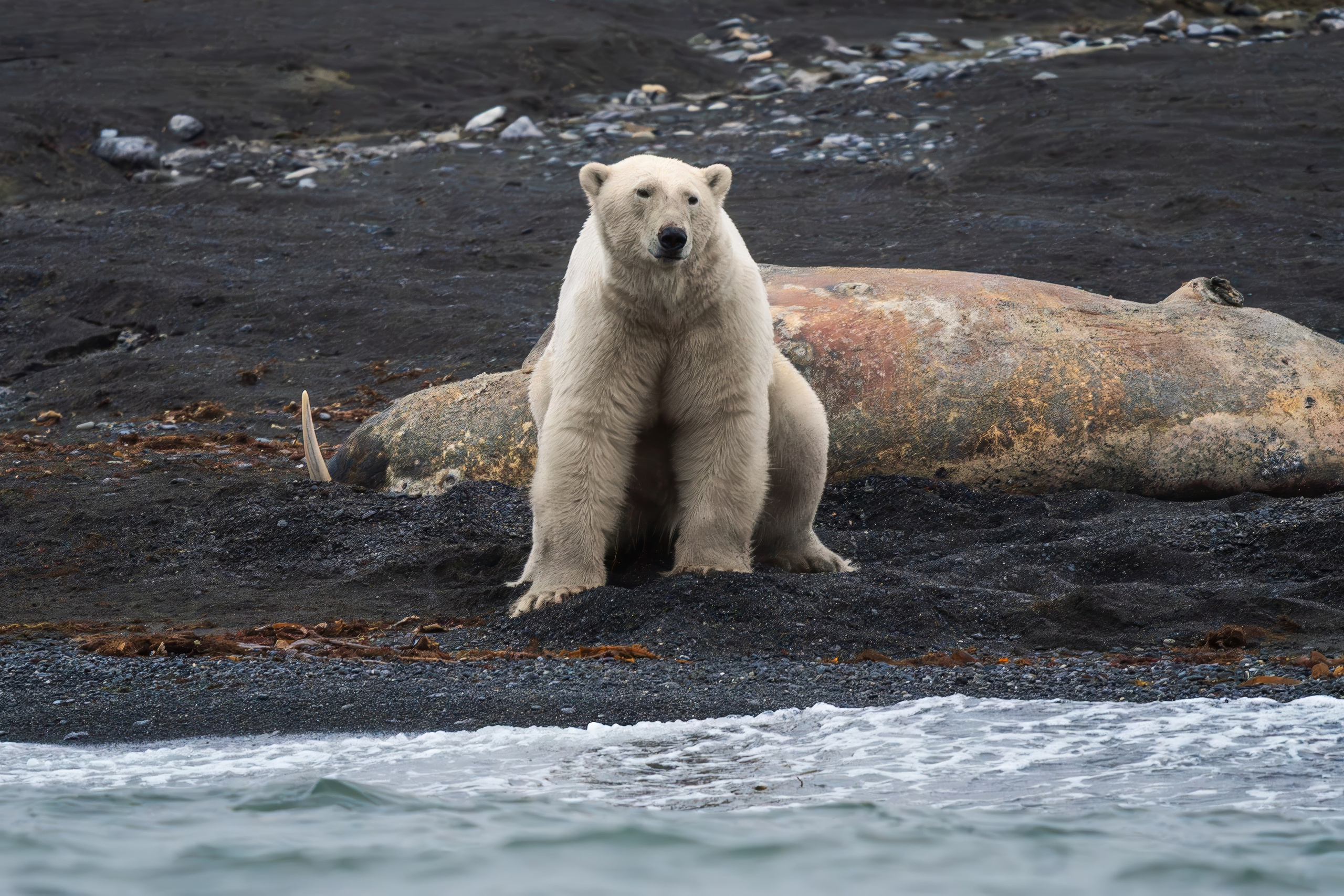 Арктика. Andrew Gusarov Nature Photography