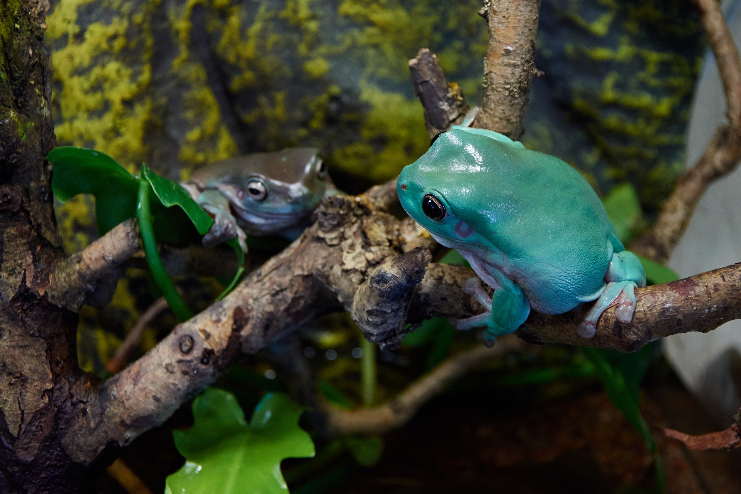 Костромской экзотариум. Ольга Чёкотова (Фотограф Кострома)