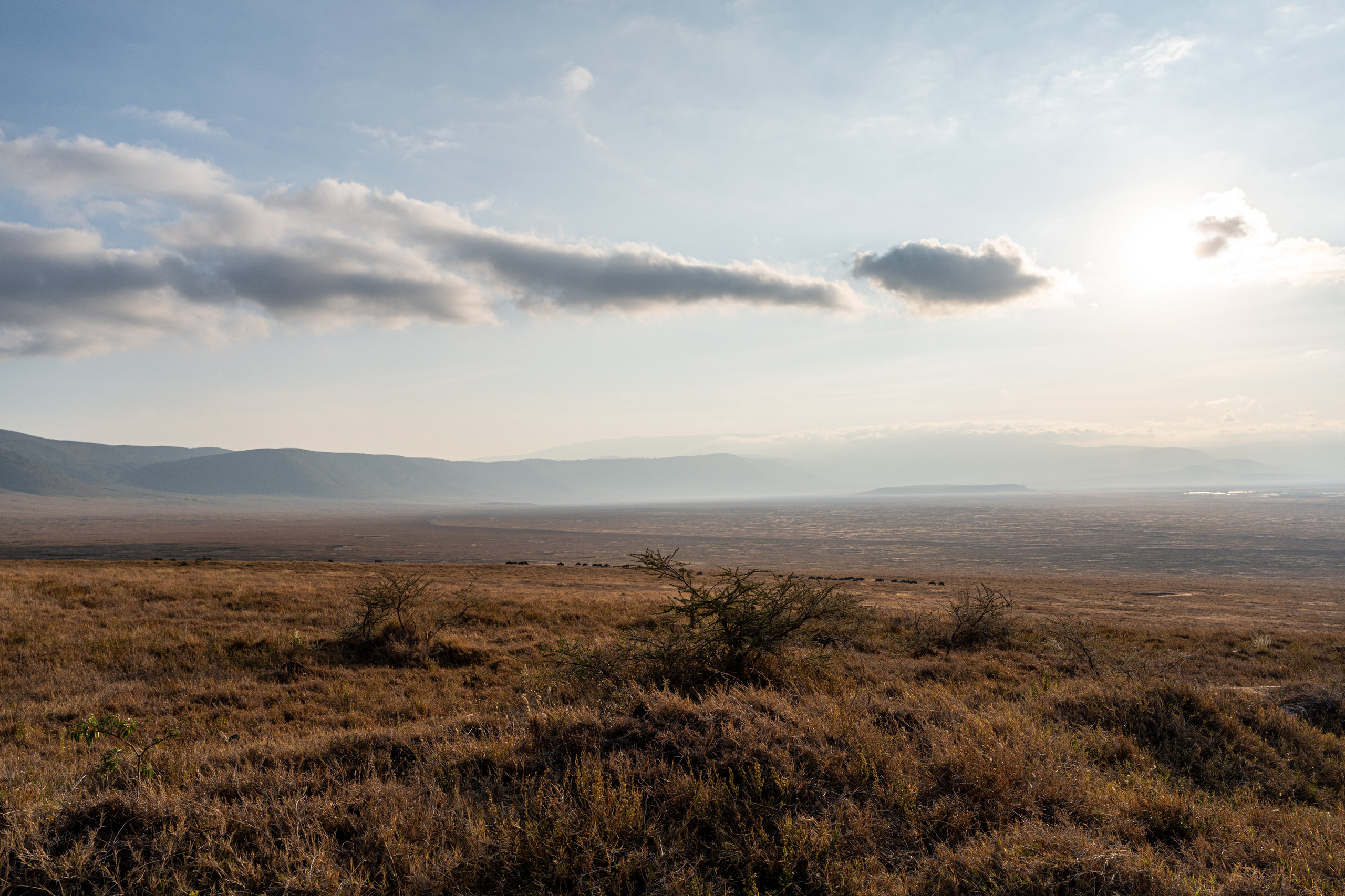 Танзания, сафари, 2025. Творческие сьемки