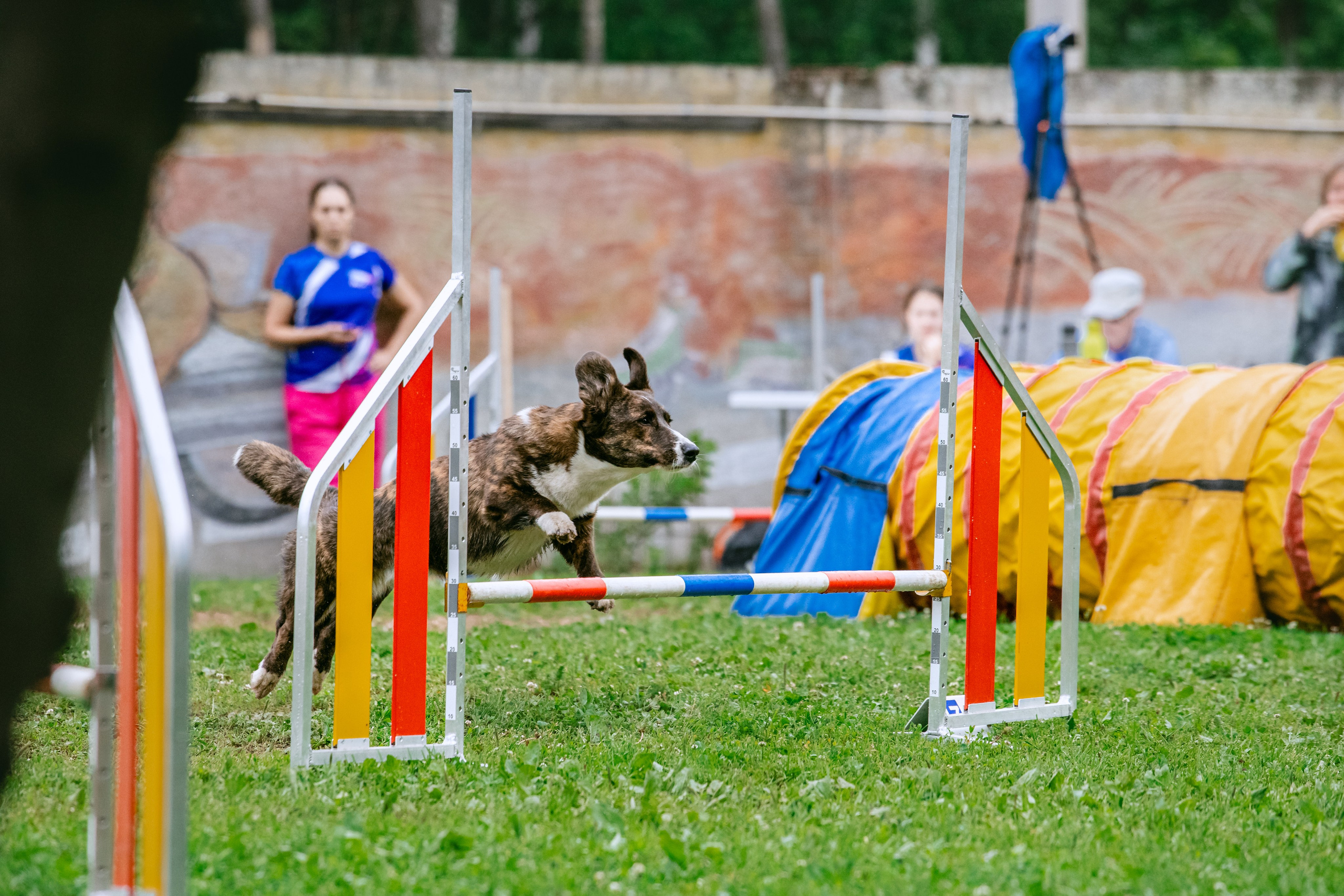 Соревнования по аджилити Долгопрудный 30.06.2025. Фотограф-анималист Татьяна Степанова