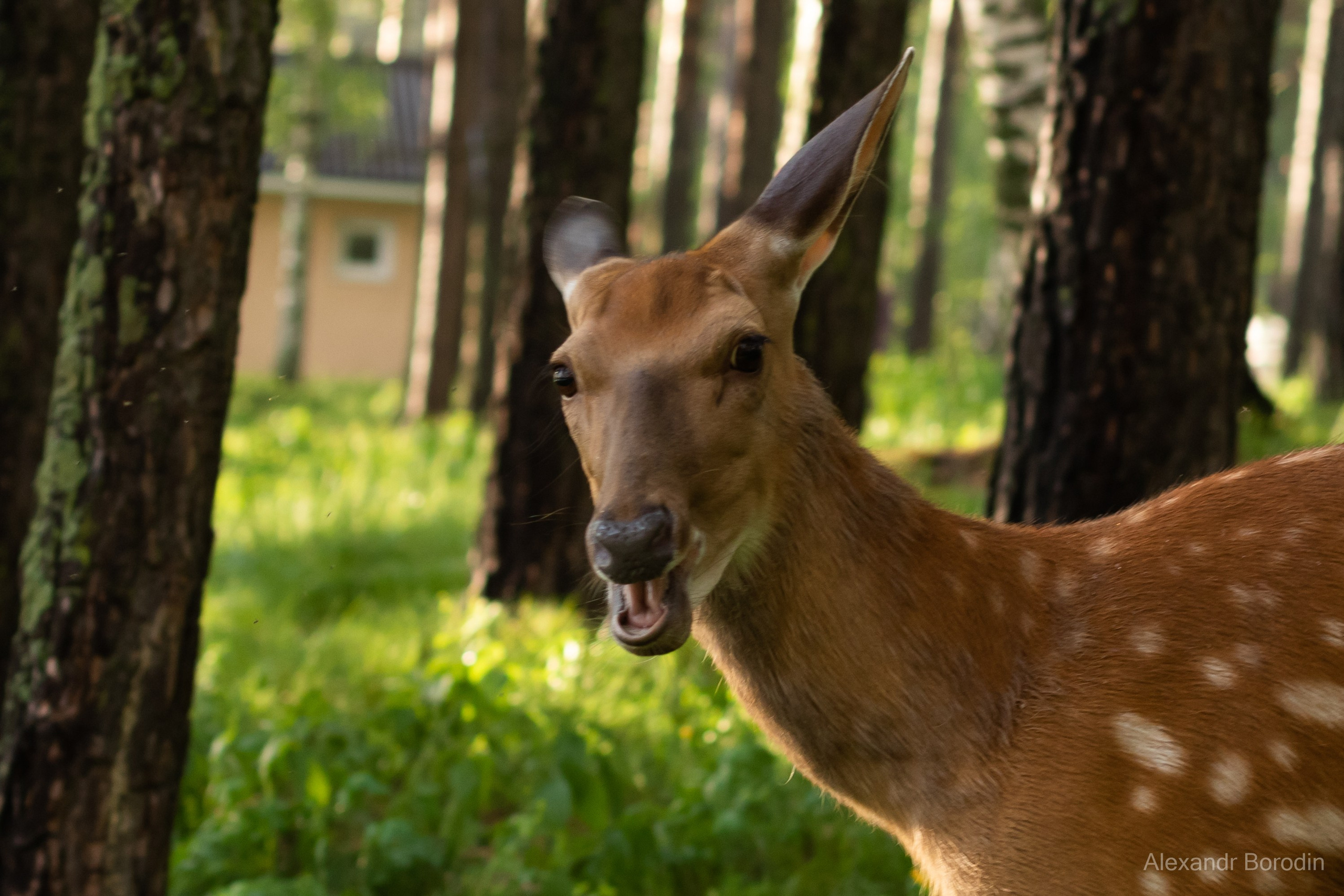 Анимализм. Профессиональный фотограф Александр Бородин