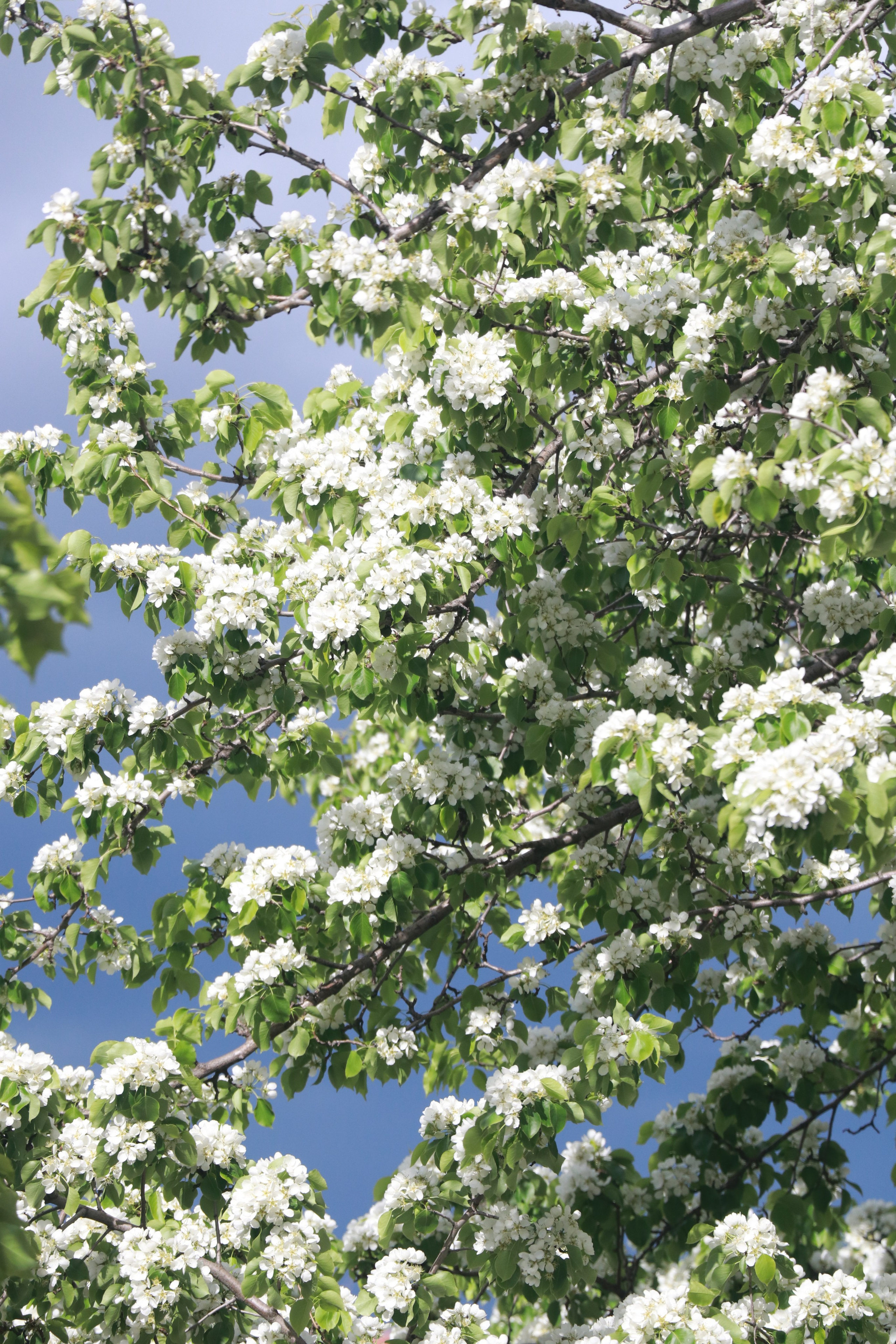 Ulia. Varvara cohen photographer