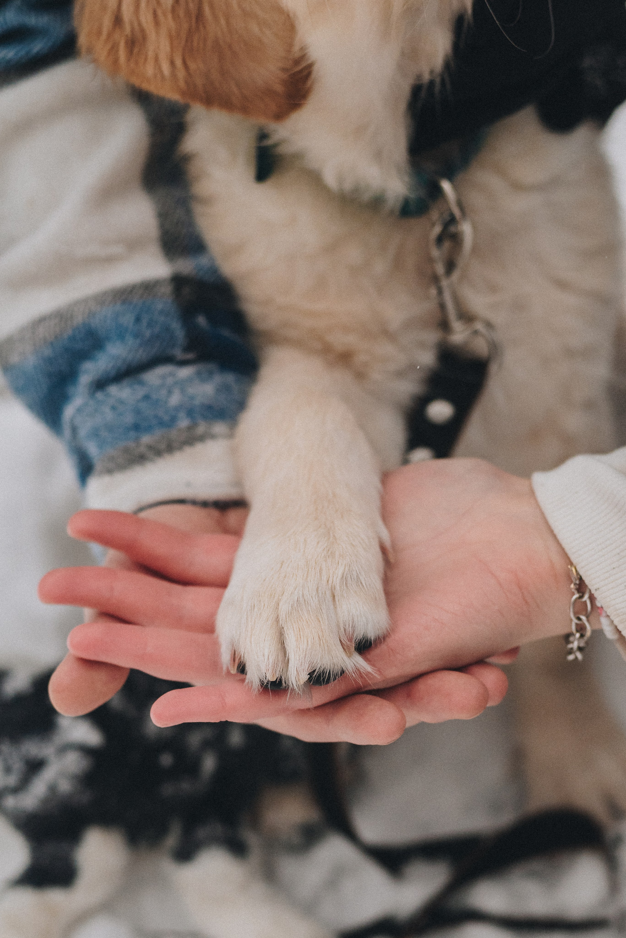 Sonia, Denis & Baggi. Natalia Finch Photography — Family, Kids & Pet Photographer in Chicago, IL