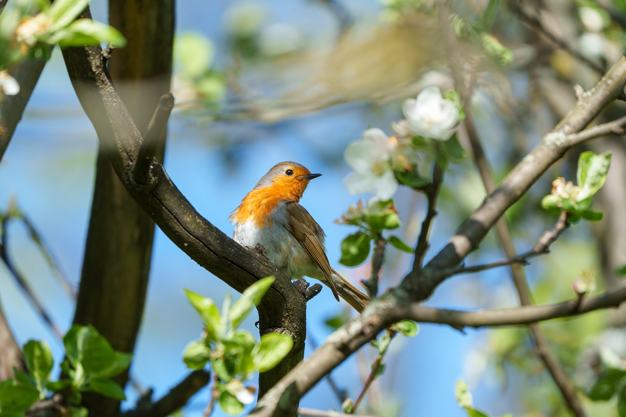 Удивительные мир птиц. Вокруг нас столько прекрасного — присмотритесь!. Ваш личный фотограф Марина Волкова