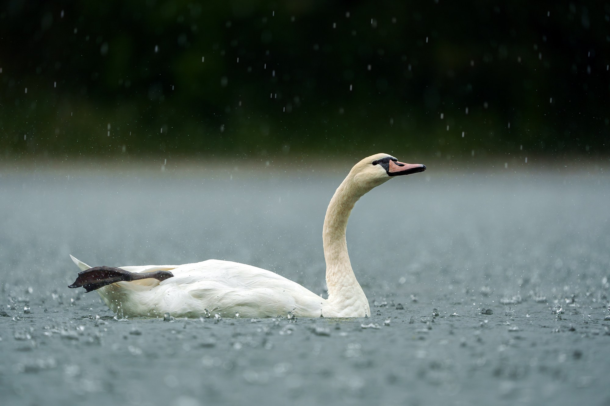 Удивительные мир птиц. Вокруг нас столько прекрасного — присмотритесь!. Ваш личный фотограф Марина Волкова