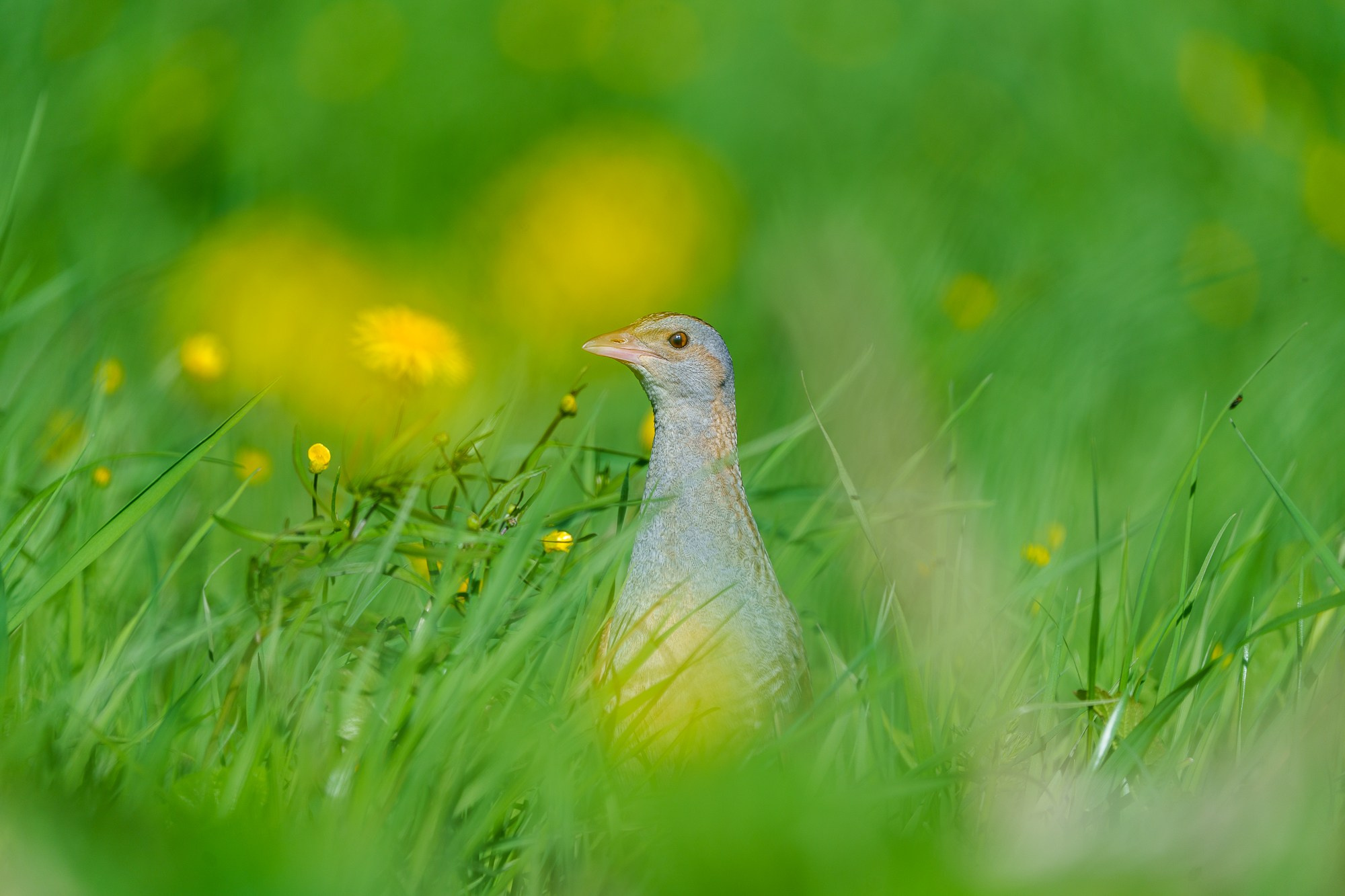 Удивительные мир птиц. Вокруг нас столько прекрасного — присмотритесь!. Ваш личный фотограф Марина Волкова