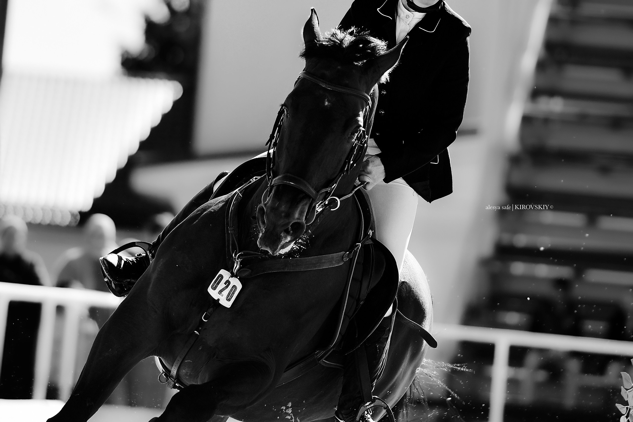 Кировский конный завод. Конный фотограф Alesya Safe