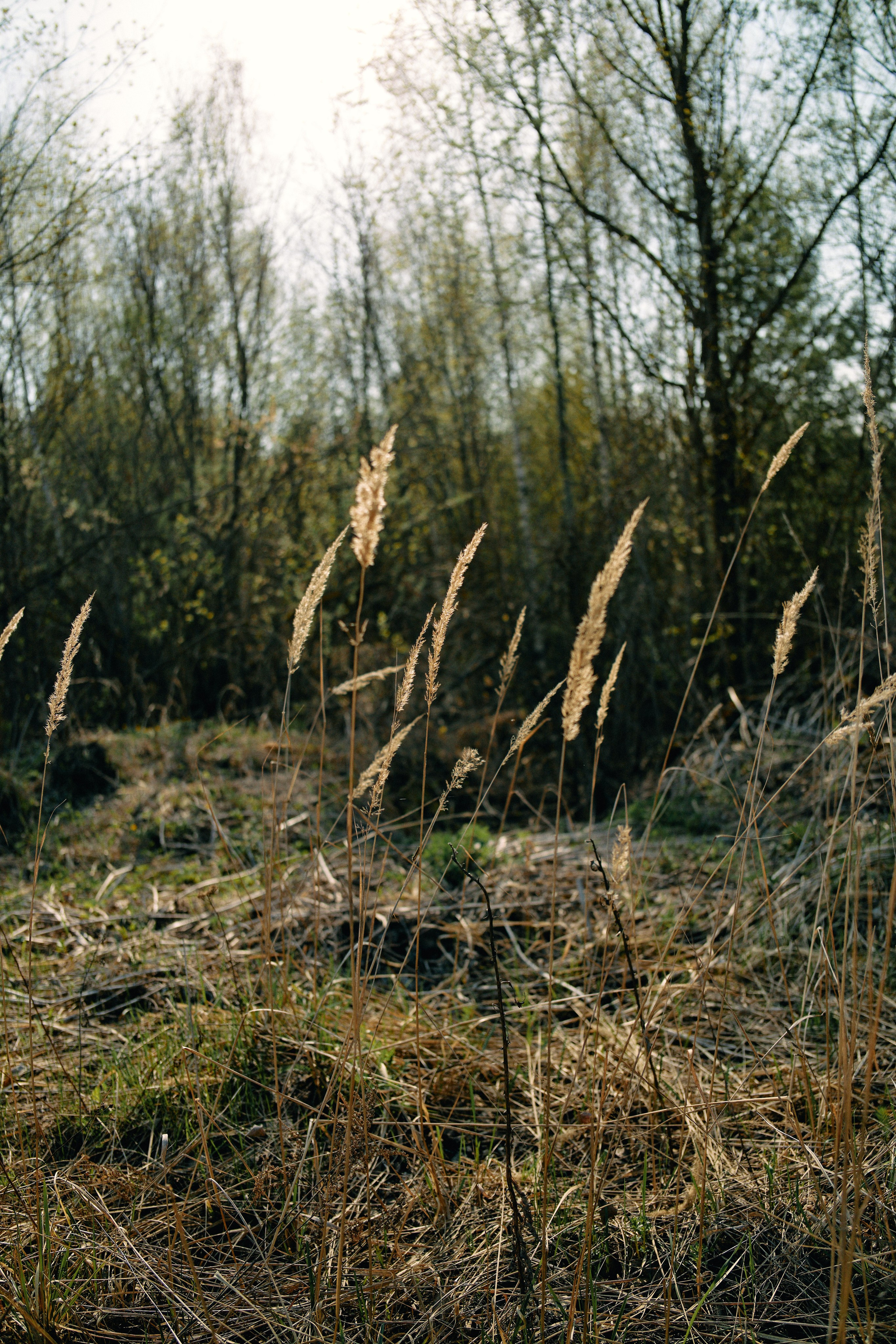 Бутик-отель Поле летом. Профессиональный Фотограф во Владимире, в Москве и в Суздале — Полина Романычева