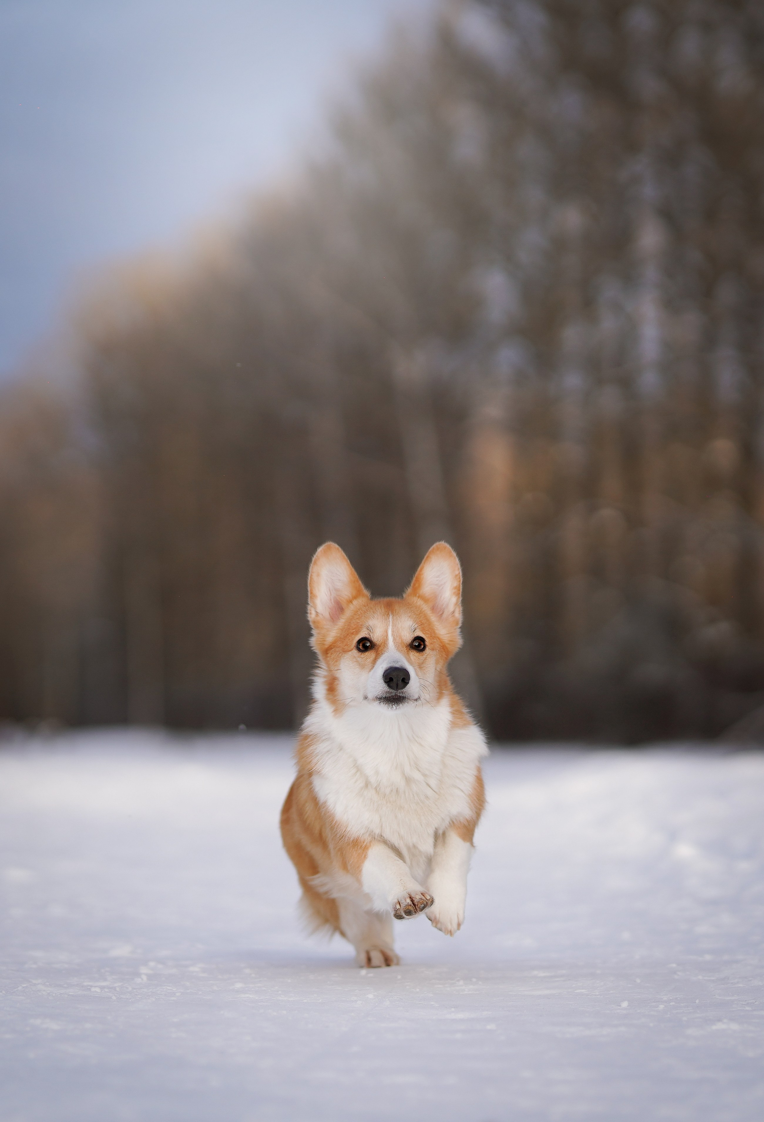 Кристина и Лаки. Фотограф-анималист в Санкт-Петербурге Яна Мартынова