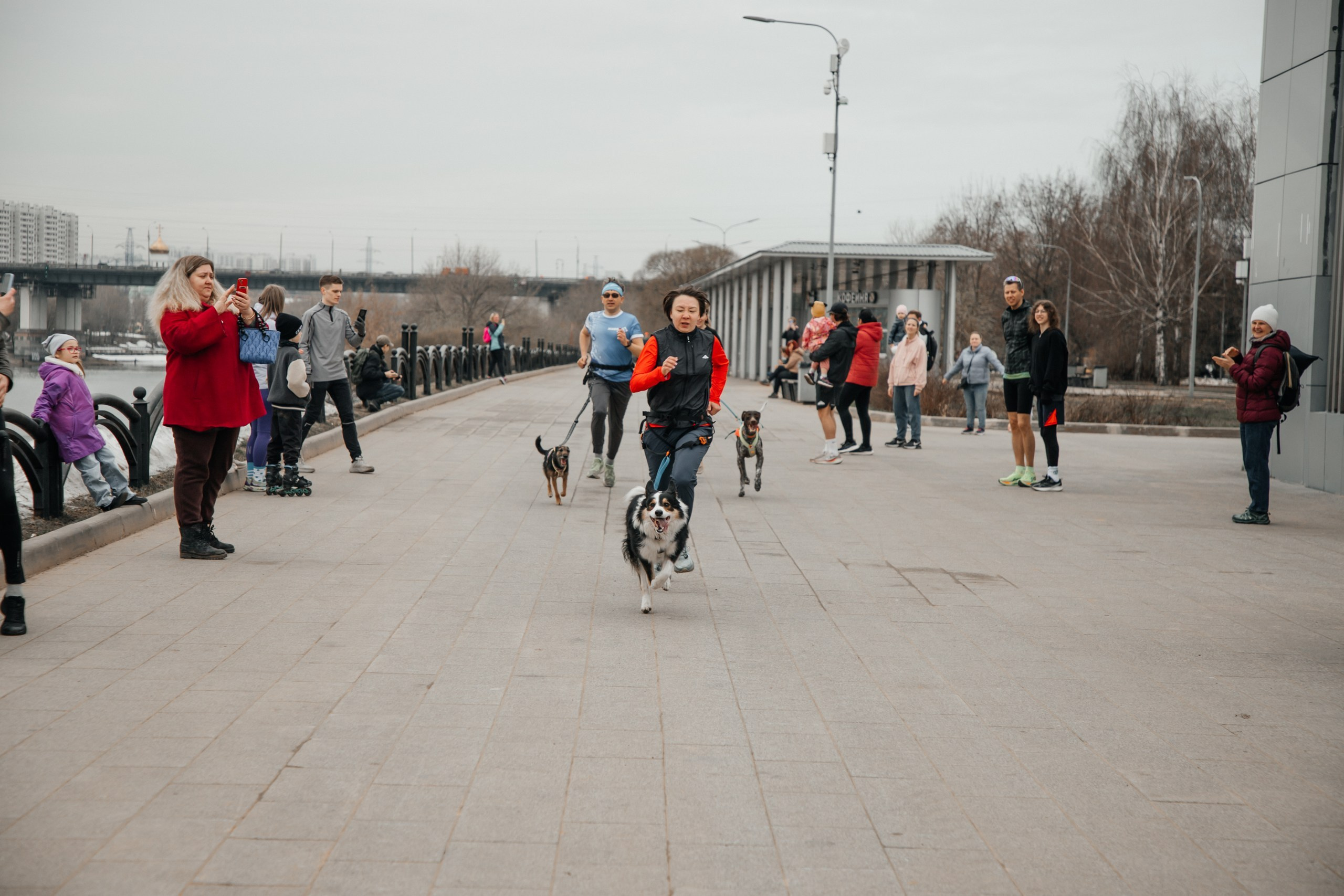 Кросс-пёс в Марьино 28.02.26. Фотограф КовалёваТатьяна | Москва | Краснодар |Сочи |Портрет, свадьбы, семейные съёмки
