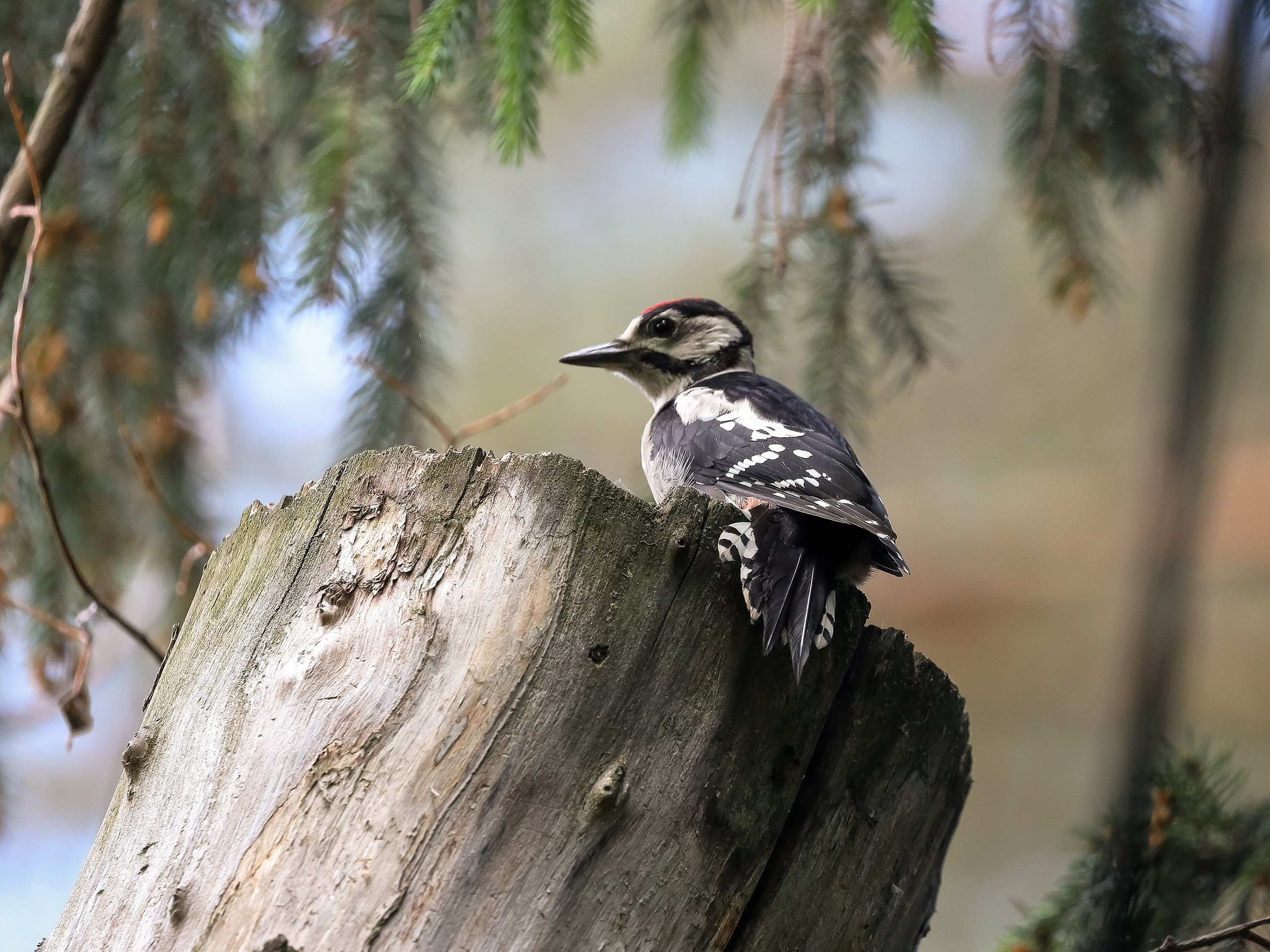 Большой пёстрый дятел лето
