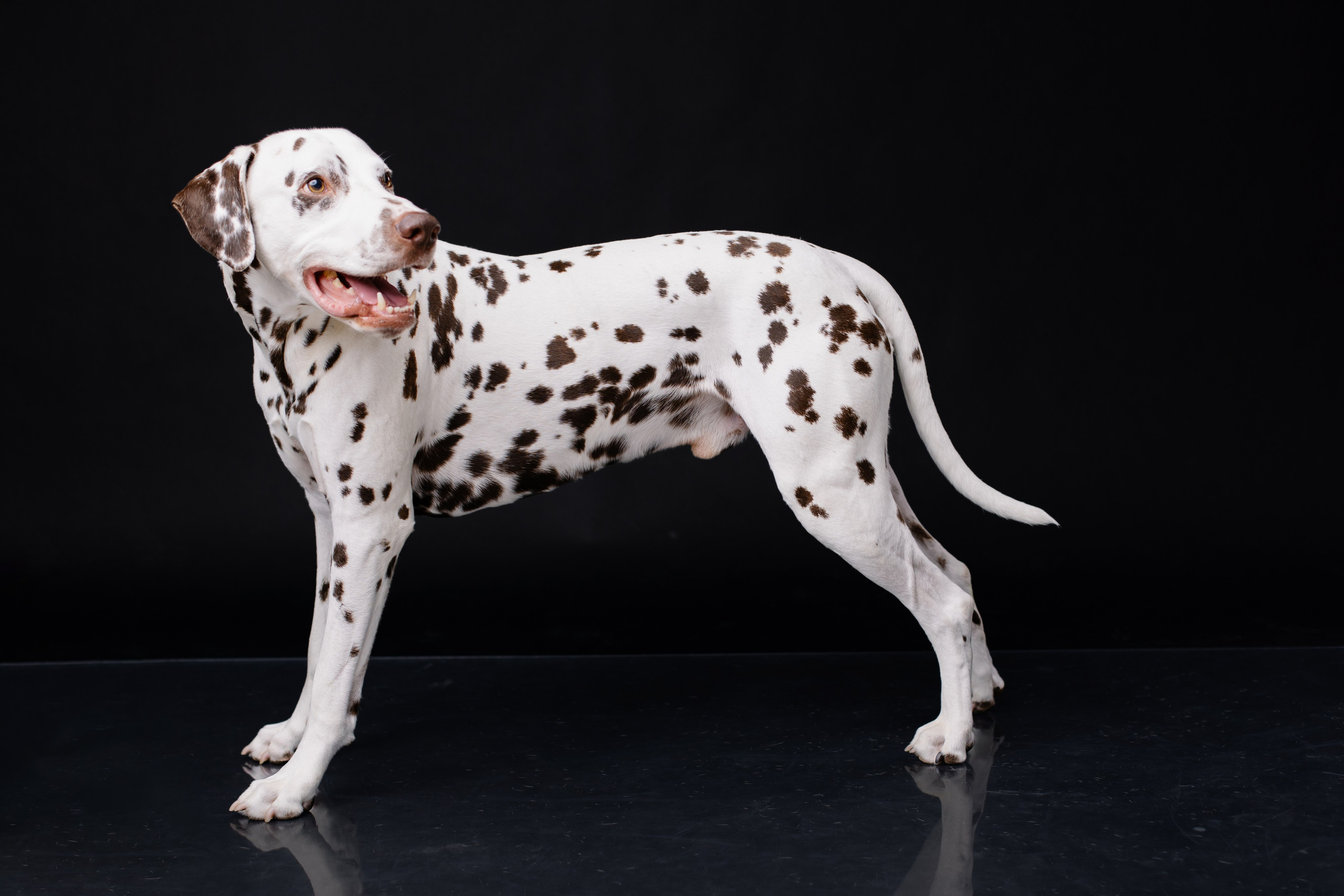 Hundeportfolio | Hundefotograf München & Ismaning