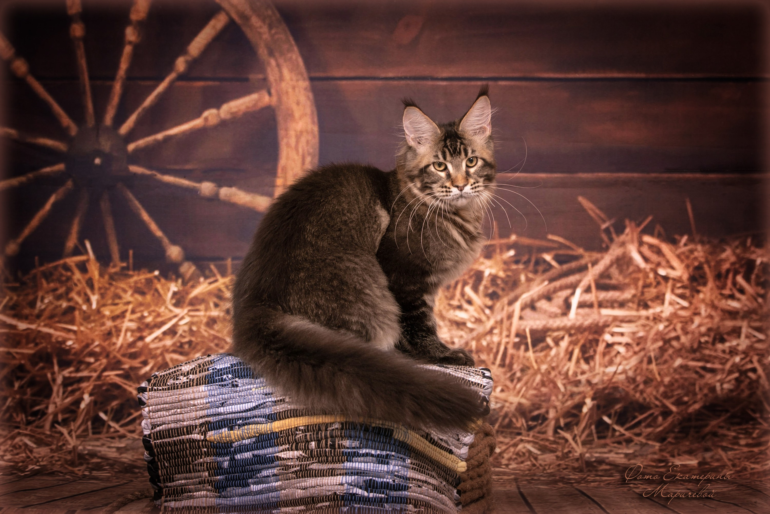Тематические фоны с рисунком. Фотограф-анималист в Омске Екатерина Маричева