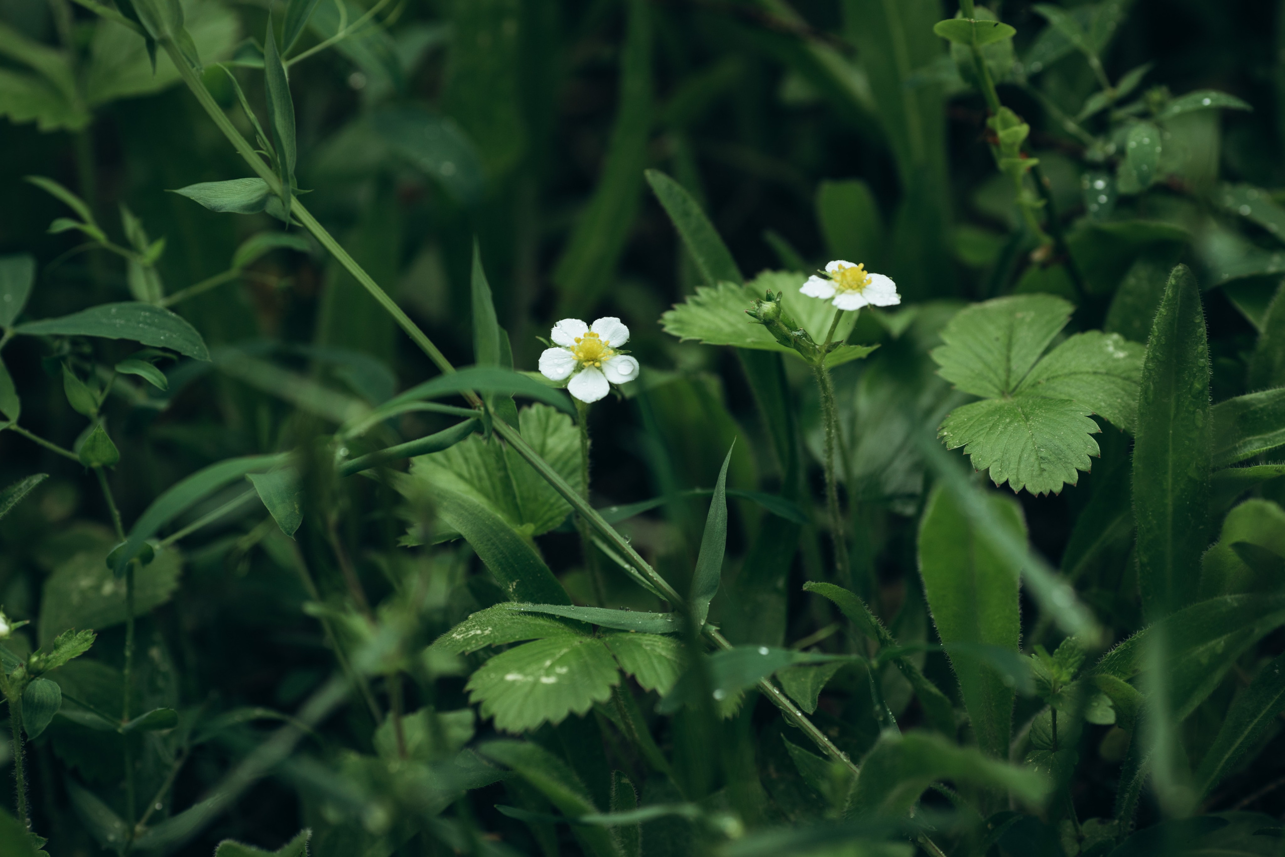 Природные пейзажи. Наталия Клевинскас портретный фотограф в Костроме
