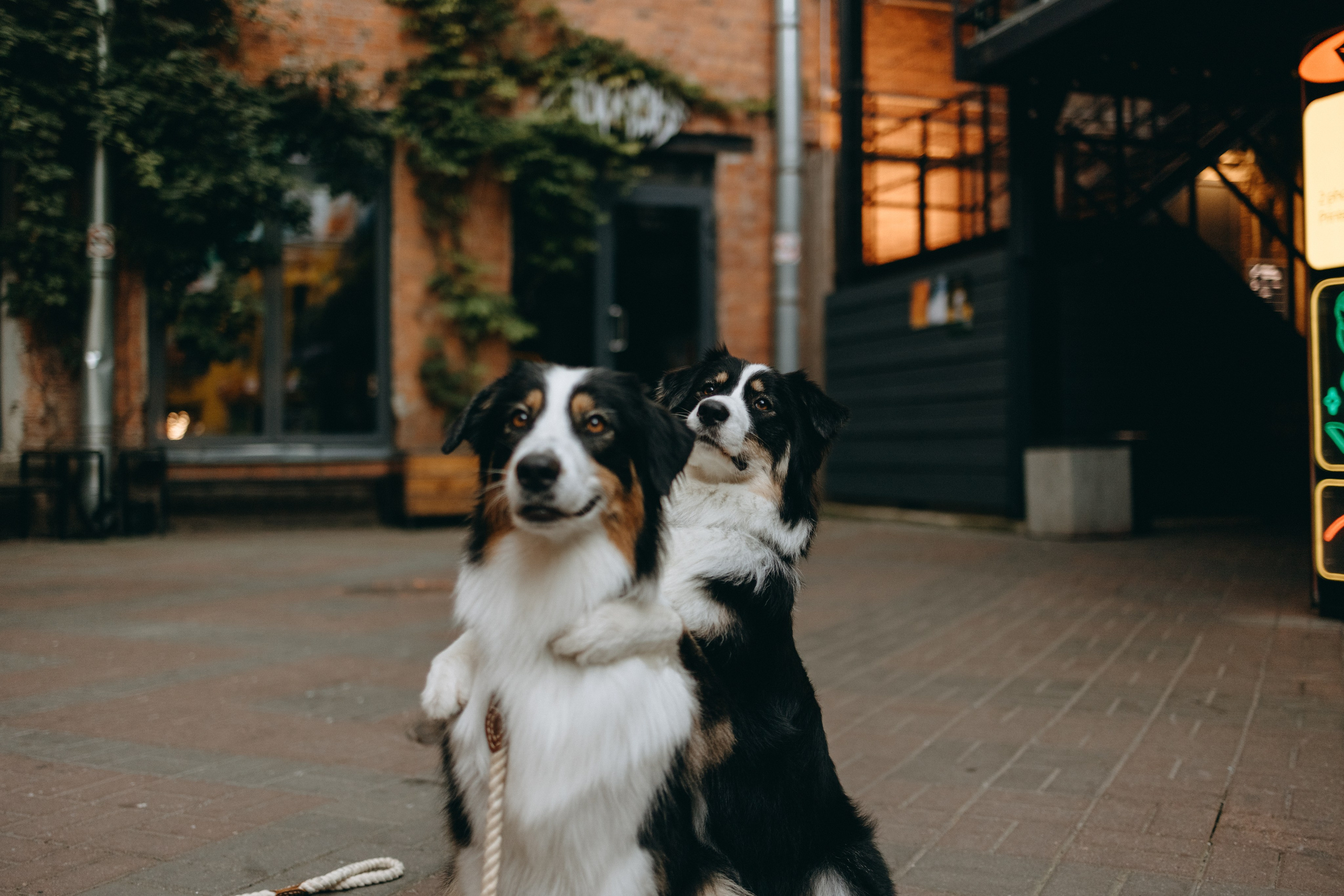 Катя и ее девочки. Фотограф — Анималист | Санкт-Петербург