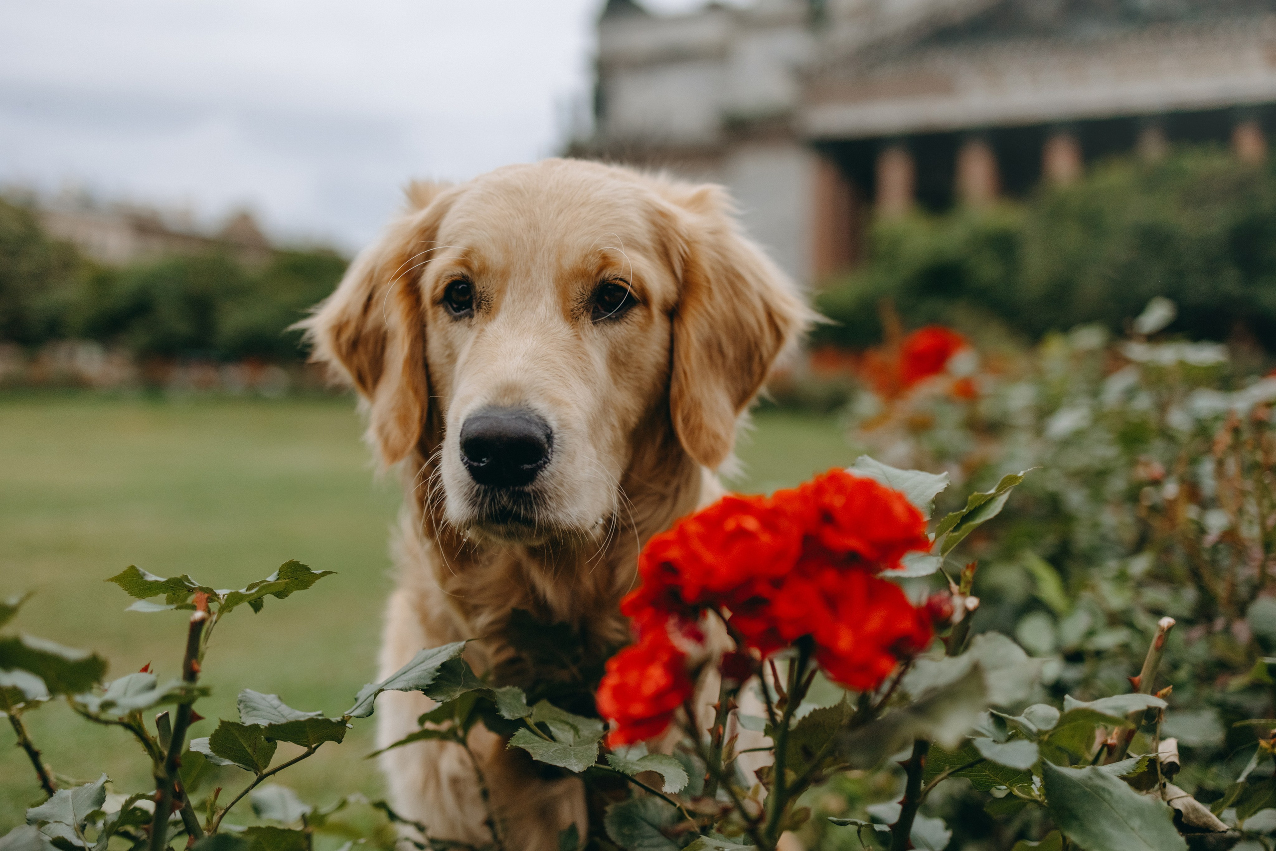 Бетти и ее семья. Фотограф — Анималист | Санкт-Петербург