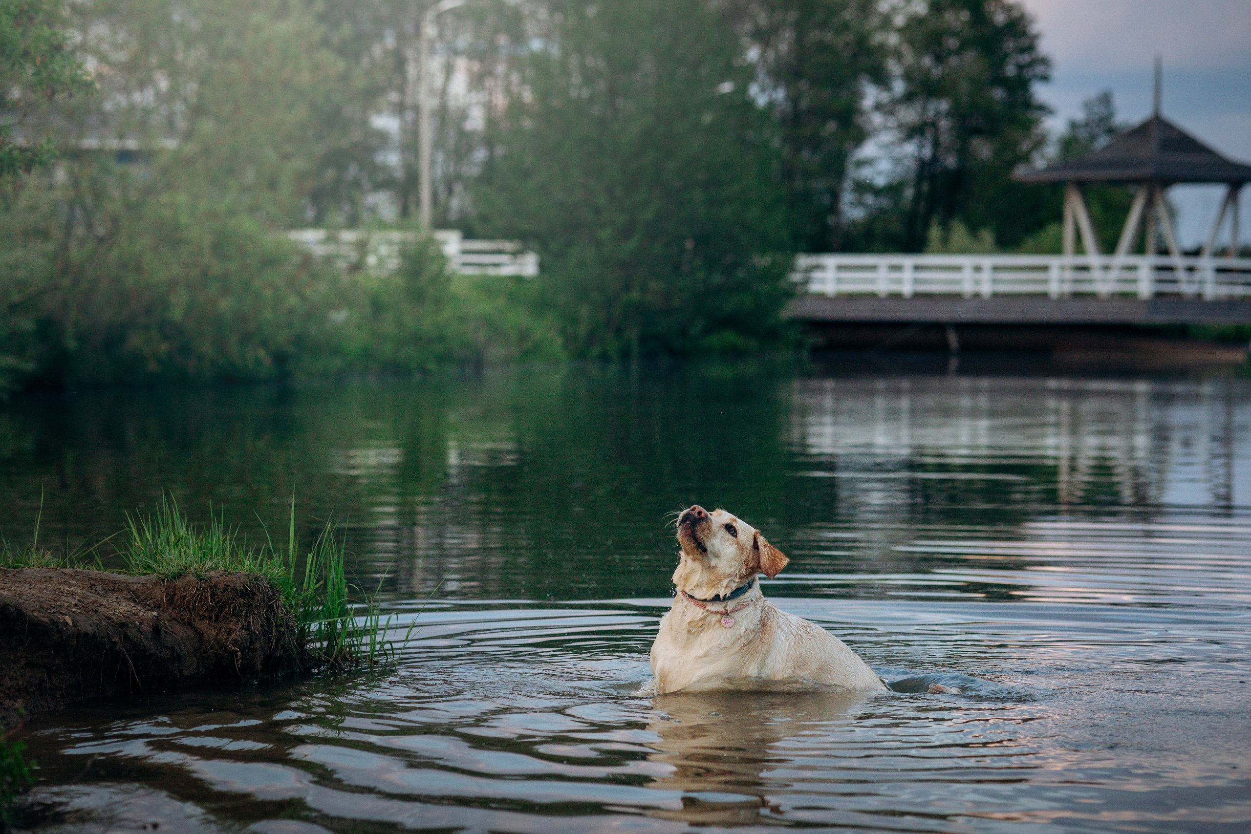 Шани и ее семья. Фотограф — Анималист | Санкт-Петербург