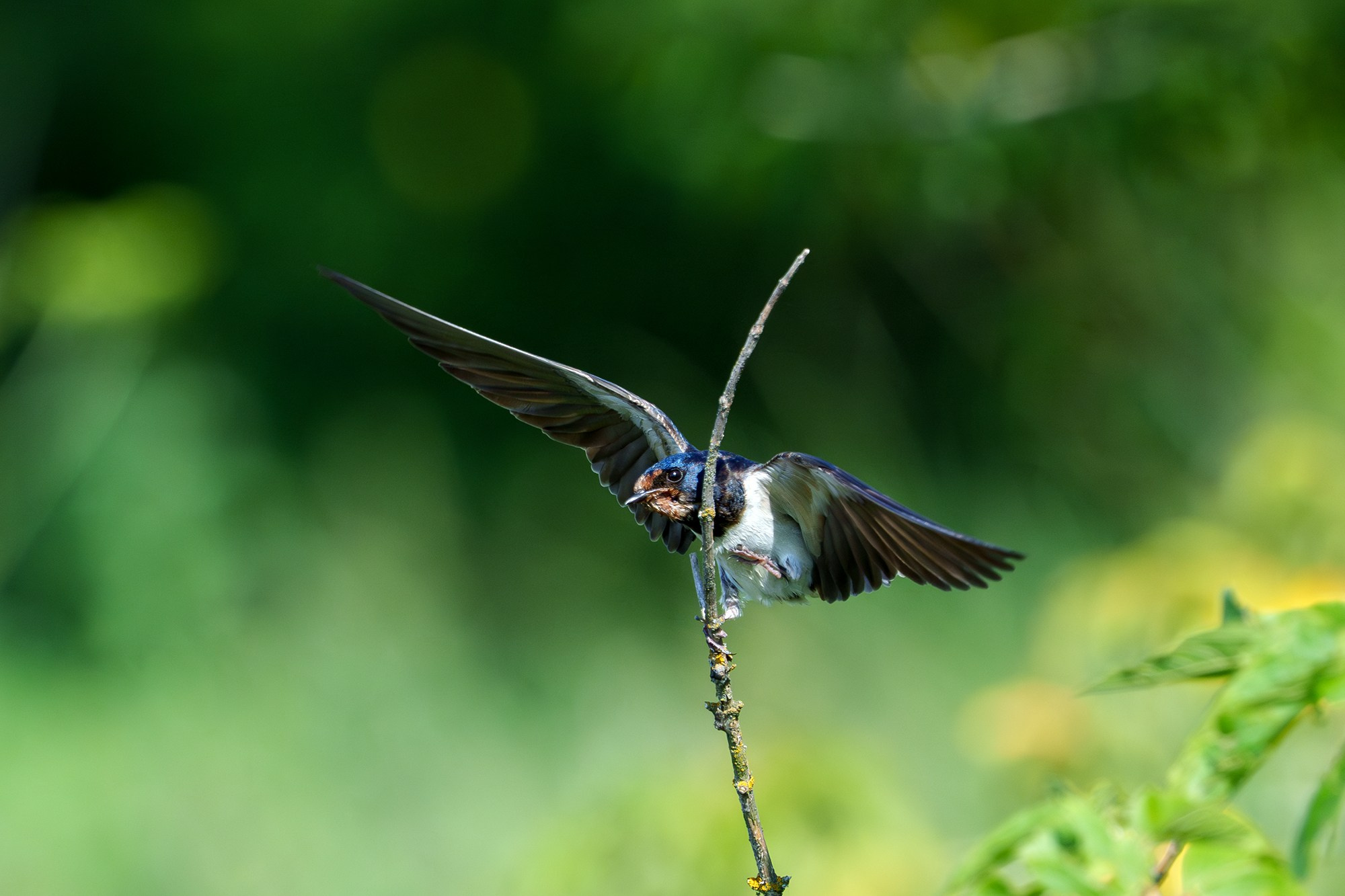 Удивительные мир птиц. Вокруг нас столько прекрасного — присмотритесь!. Ваш личный фотограф Марина Волкова