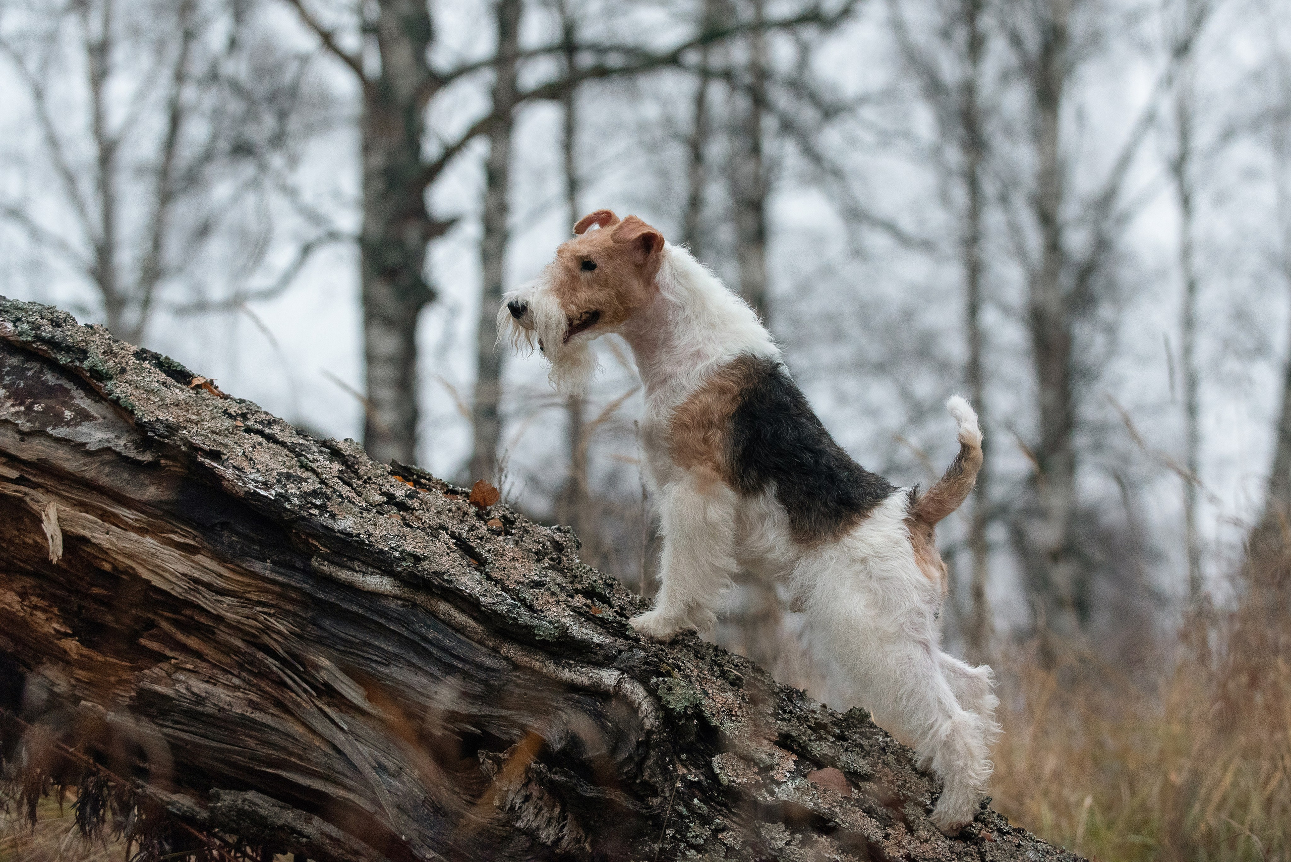 Дерик. Фотограф анималист в Казани Алина Сулейманова. Фотограф животных
