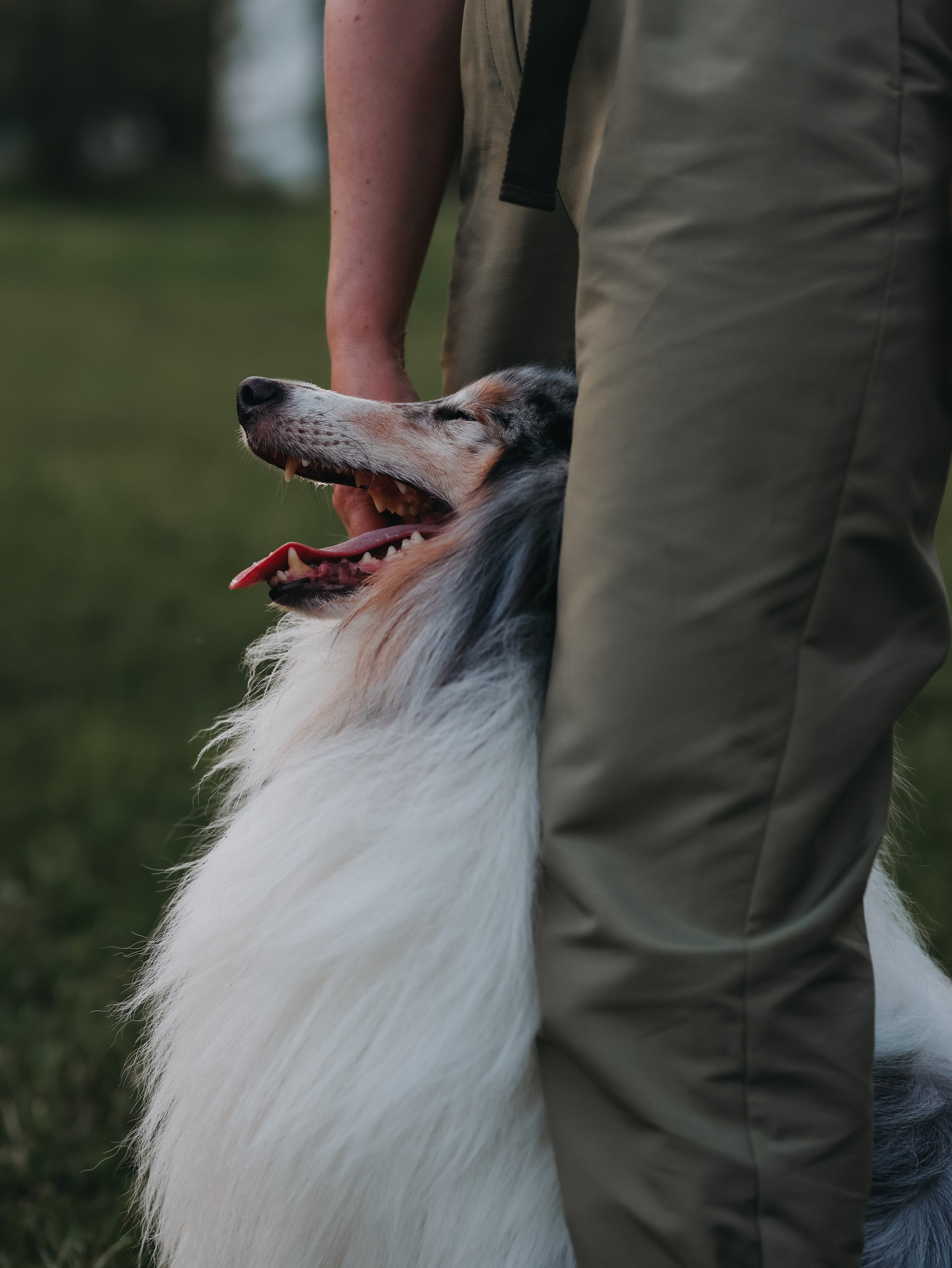 Гранд и Инга. Фотограф-анималист в Москве Кириллова Татьяна