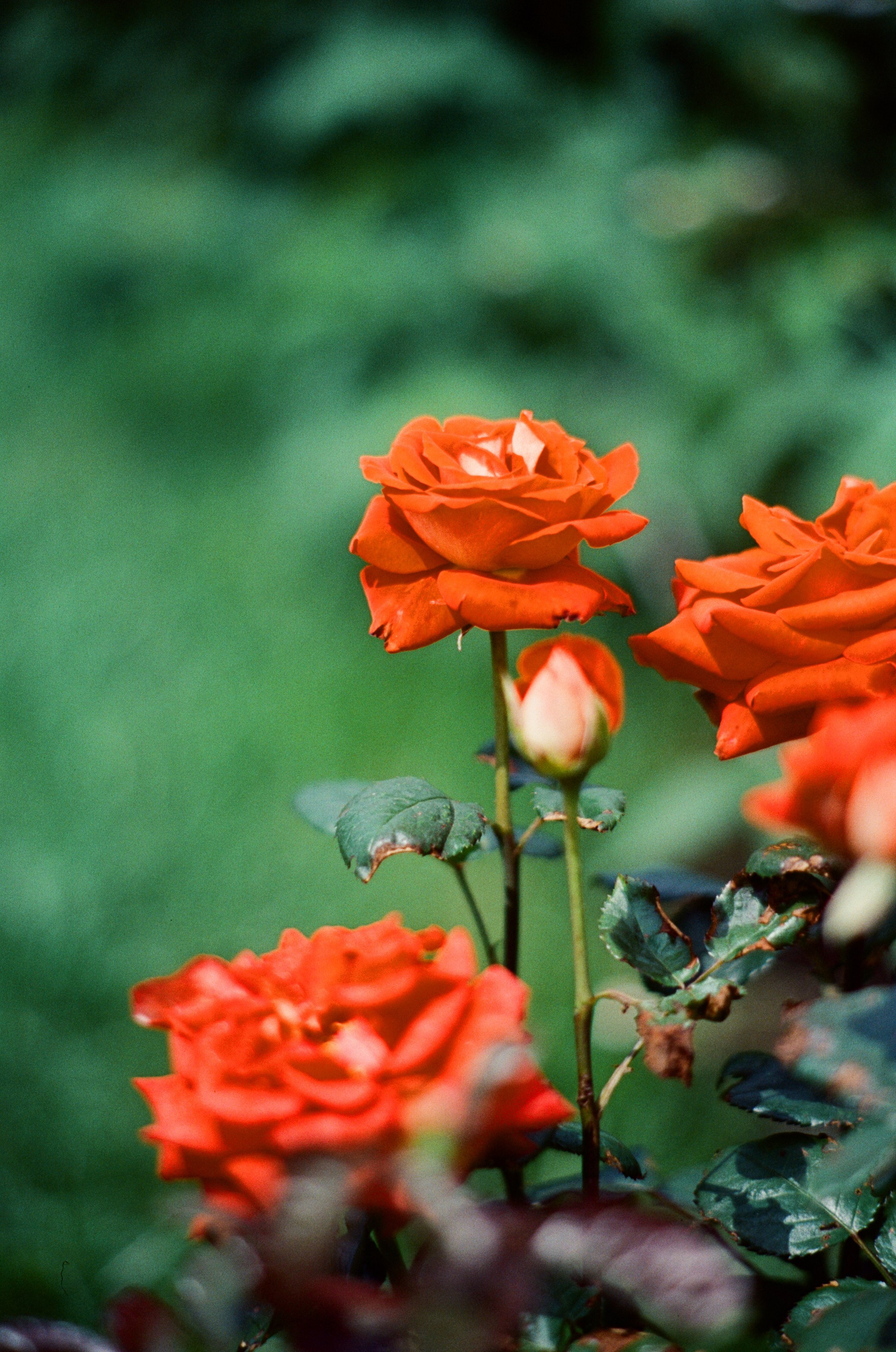 Canon 33V — Minolta MC Rokkor-PF 85 mm f1.7 | SFL 200T | июль 2025 г