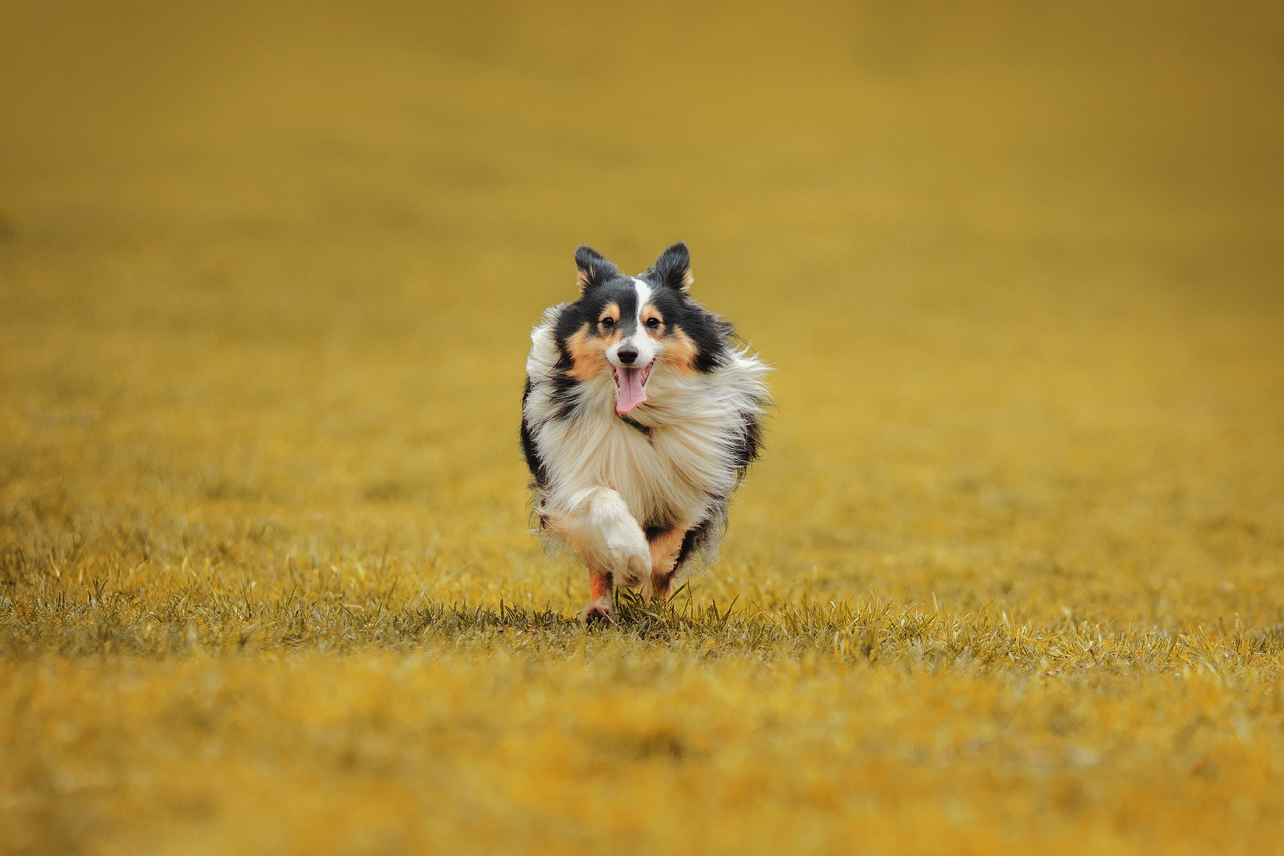 Шелти Встреча. Художник и Фотограф Тимохина Юлия