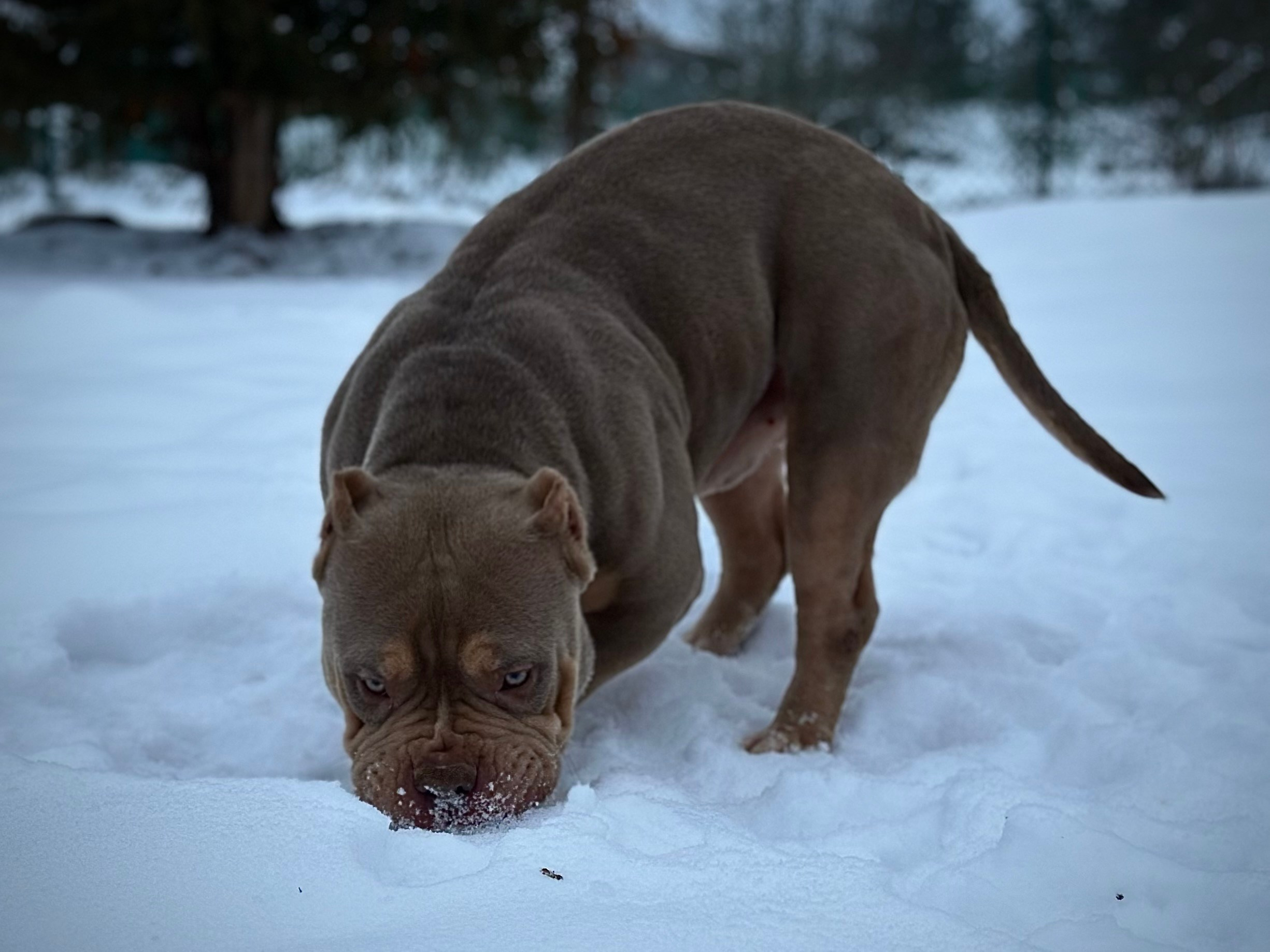 Stark. Питомник американских булли Bounty Pride Bully