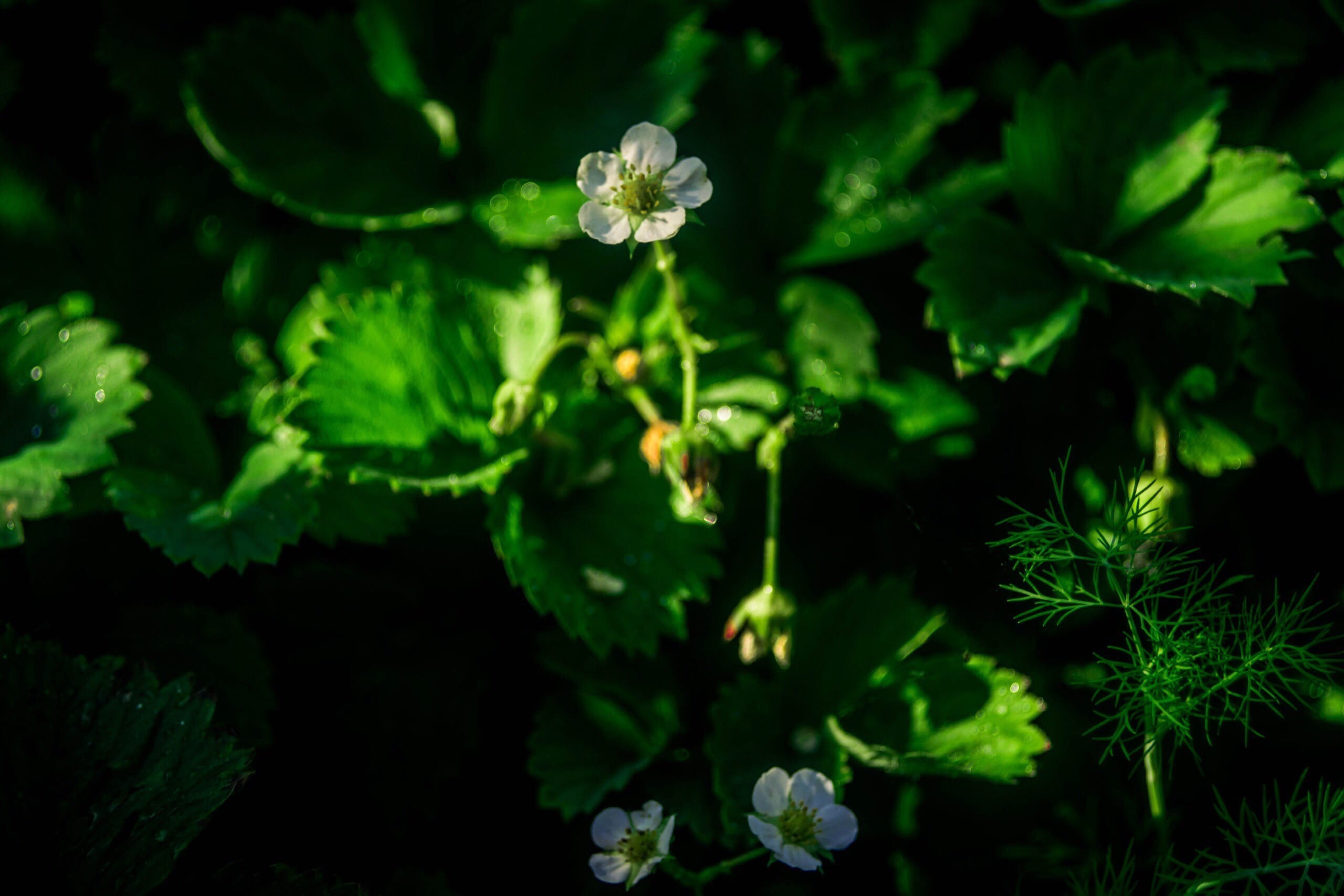 Summer Time & Gelendzhik (2018). Felixtones
