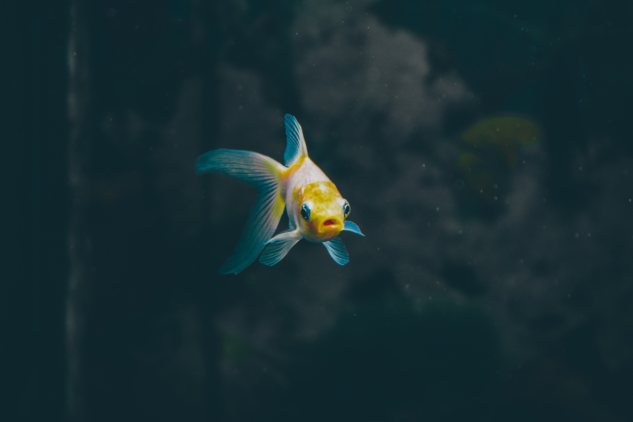 Summer Time & Gelendzhik (2018). Felixtones