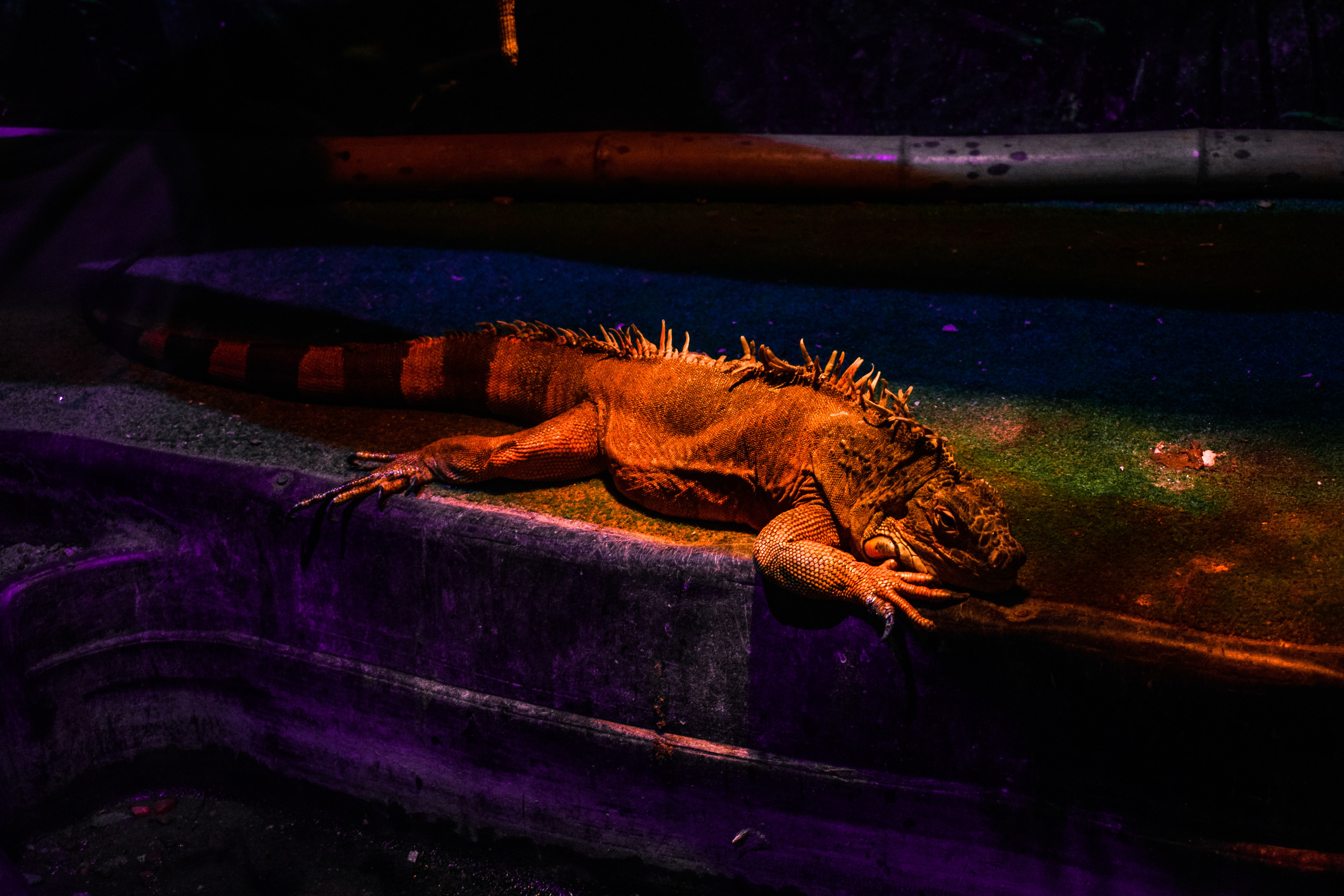 Summer Time & Gelendzhik (2018). Felixtones