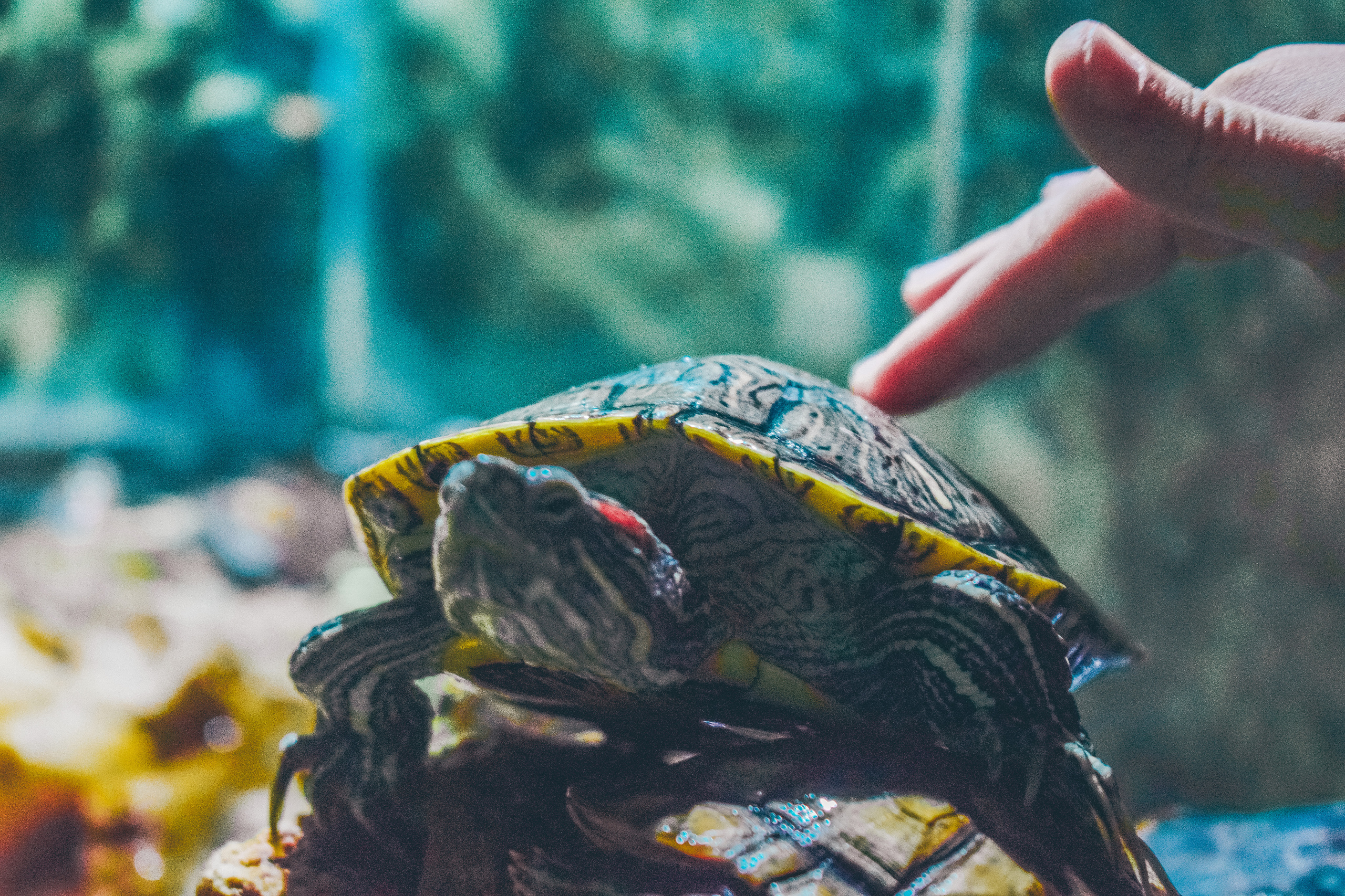 Summer Time & Gelendzhik (2018). Felixtones