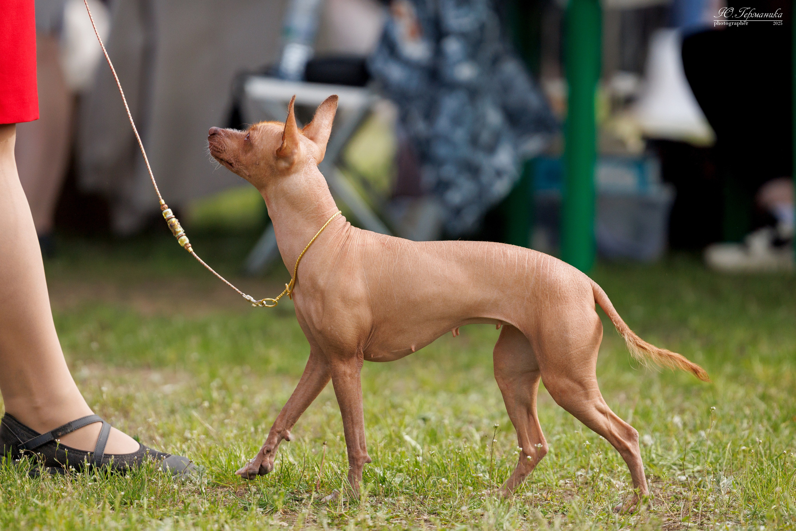 Суздаль(Владимир)17-18.05.2025. Фотограф-анималист Юлия Германика