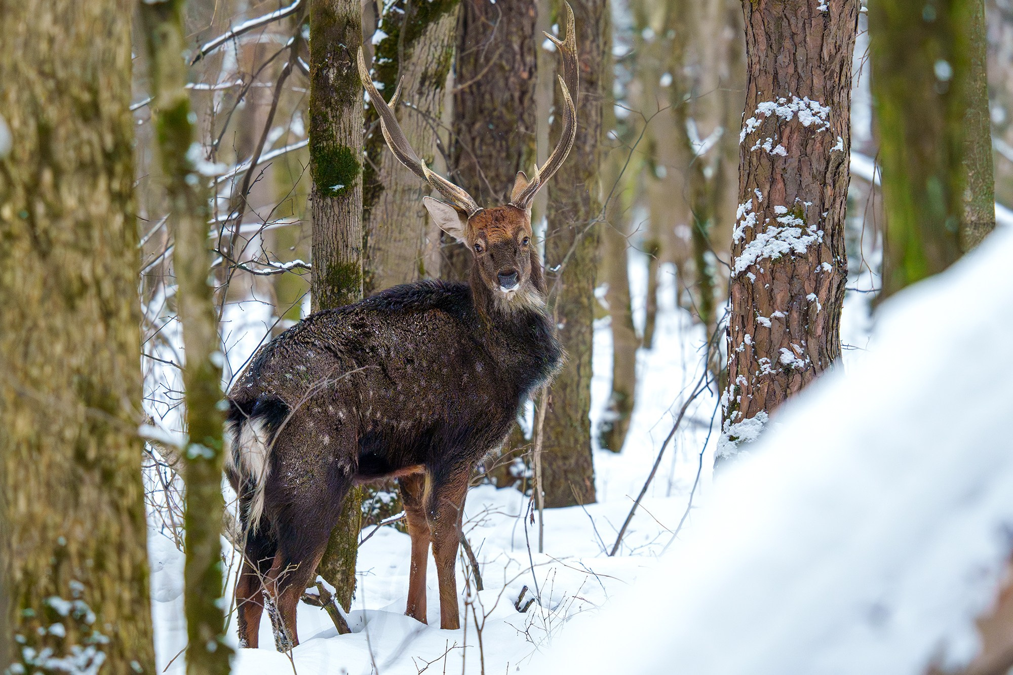 Животные. Ваш личный фотограф Марина Волкова