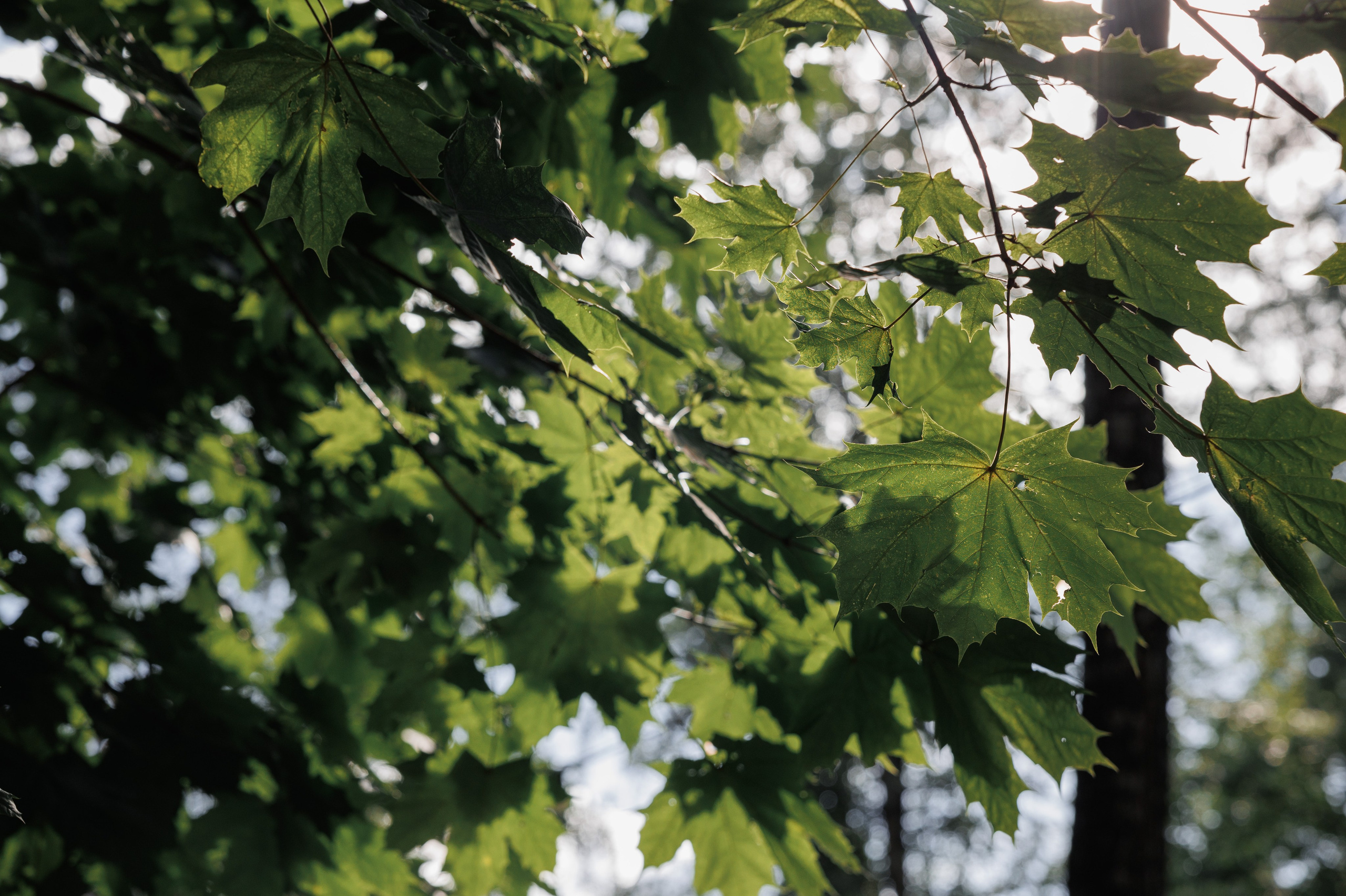 Александр и Марина, Усадьба «Лесной берег». Свадебный и репортажный фотограф (Москва, Королев и другие)