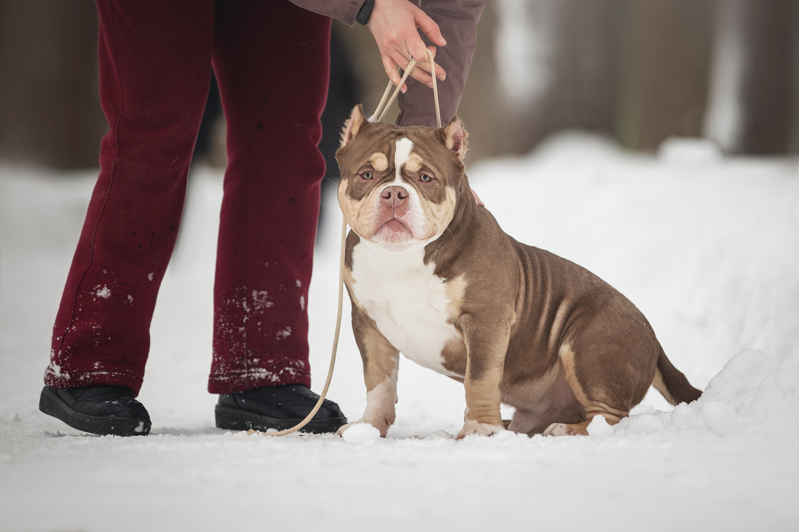 Американские булли. Фотограф анималист в Москве Майорова Евгения