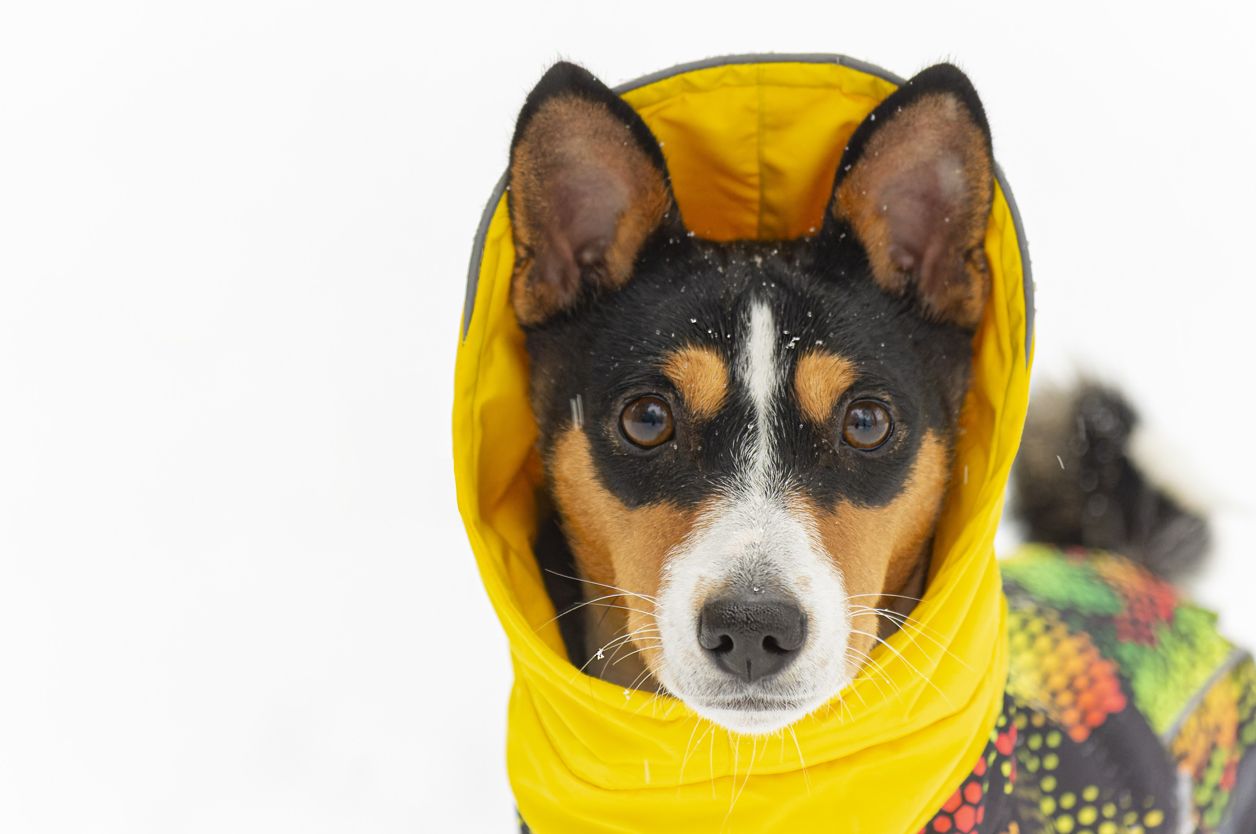 Фотографии животных. Фотограф Даниил Богомолов