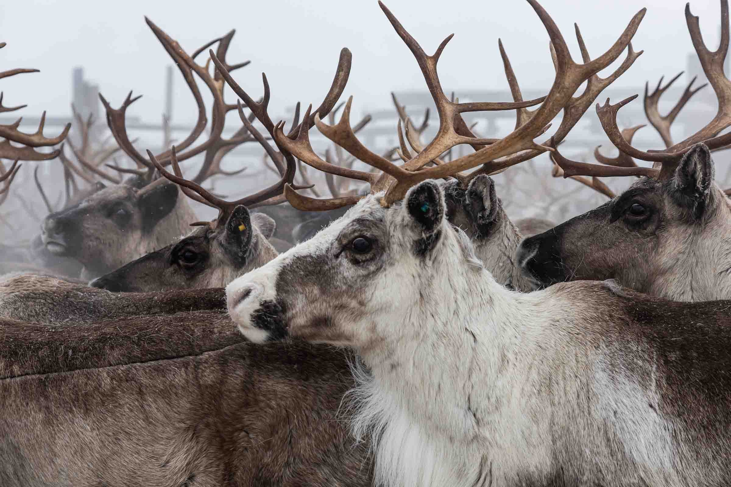 Кораль. На север к оленям. Репортажный фотограф в Сочи — Михаил Мордасов