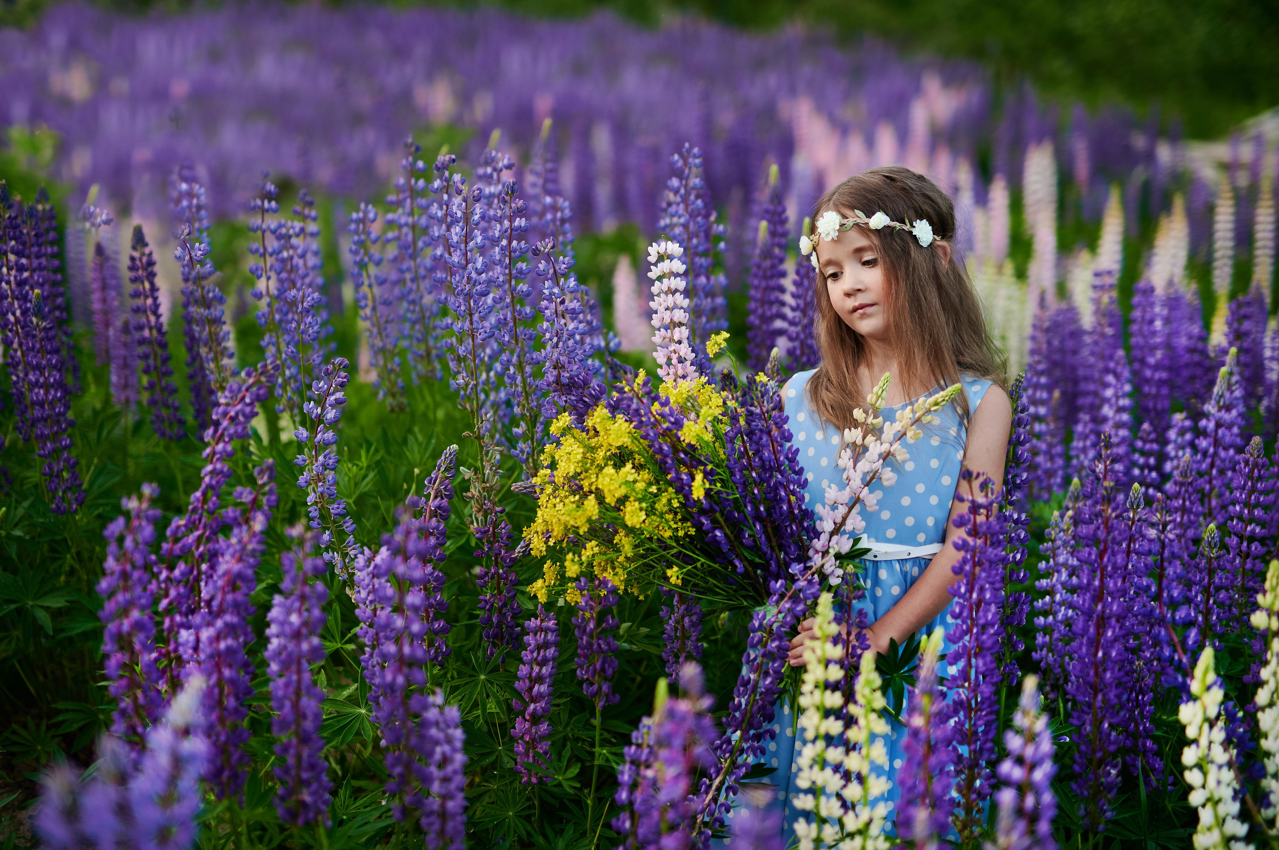 Счастье в люпинах. Портретный, семейный и свадебный фотограф в Санкт-Петербурге и в Пушкине Ширяев Денис
