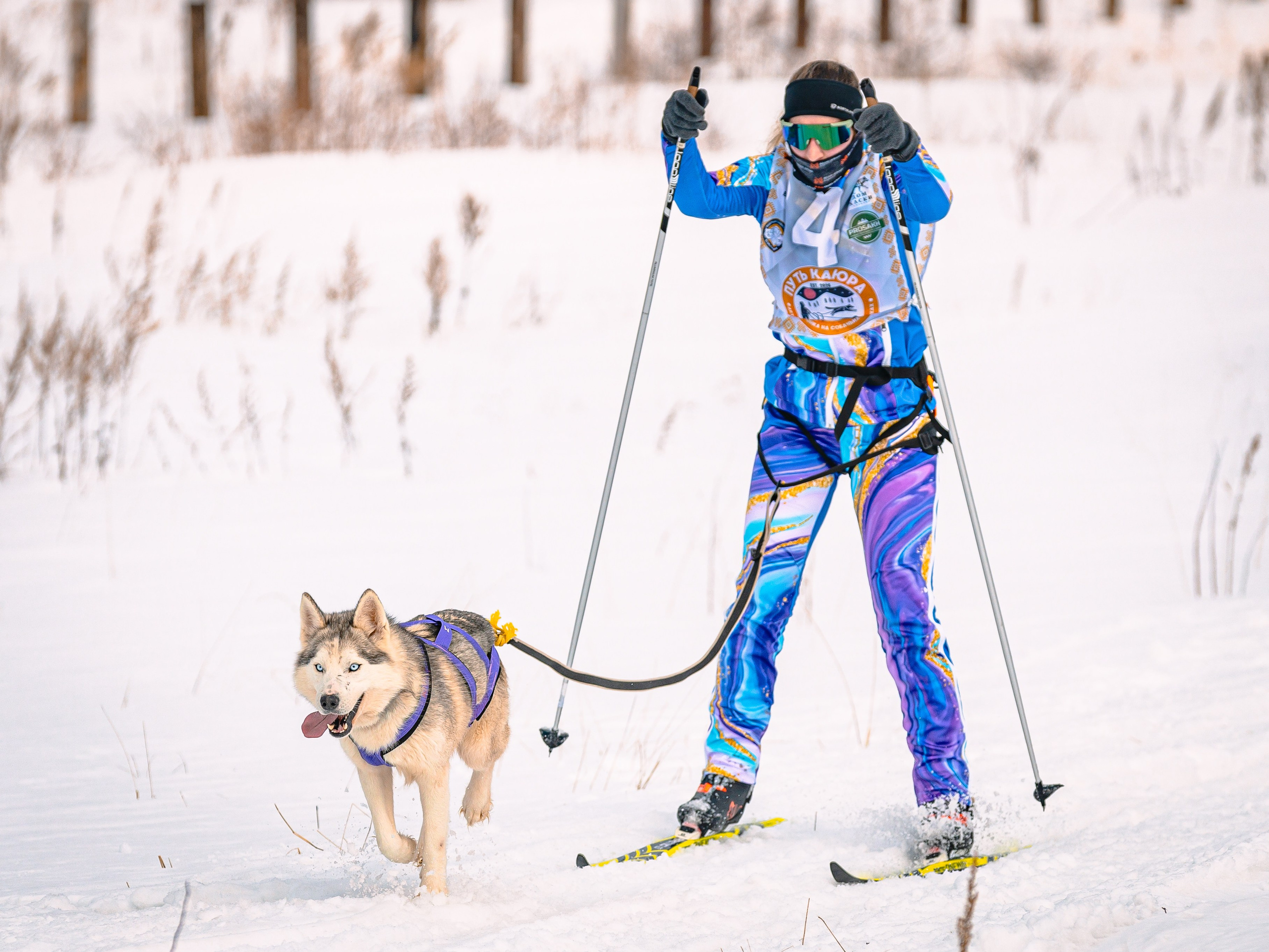 Фестиваль ездового спорта. Фотограф. г. Южно-Сахалинск. Олег Толстов