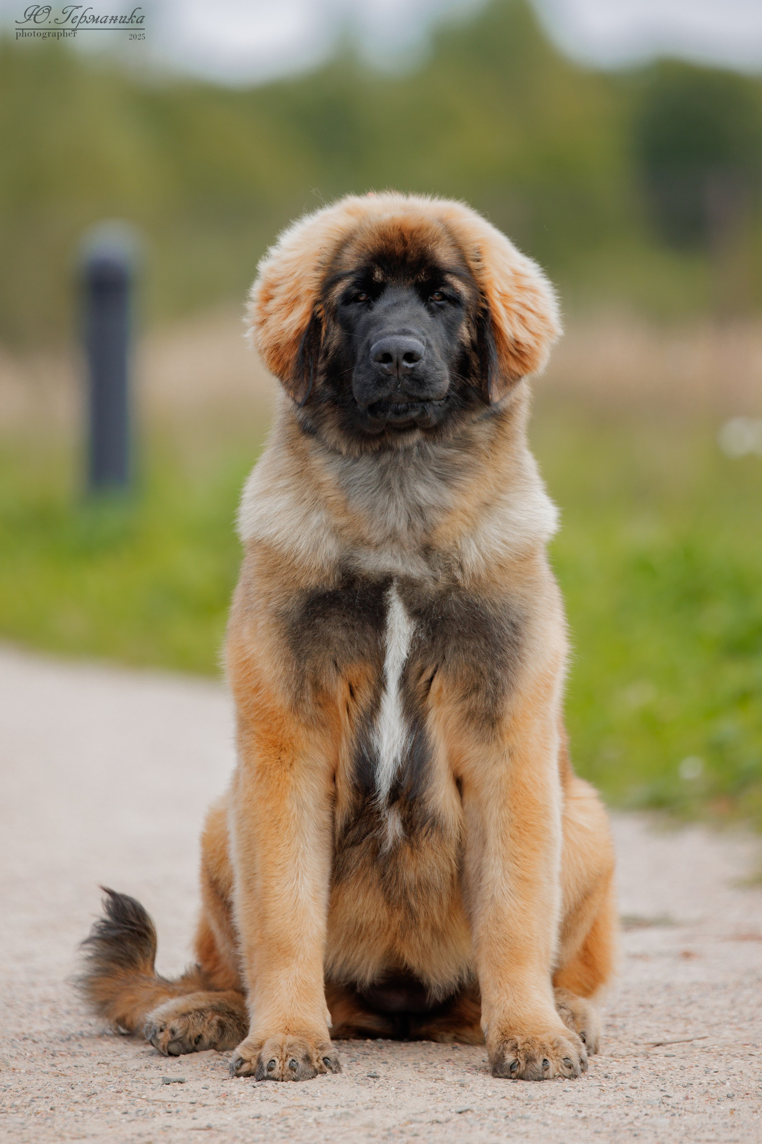 Переславль 5-7.08.2025. Фотограф-анималист Юлия Германика