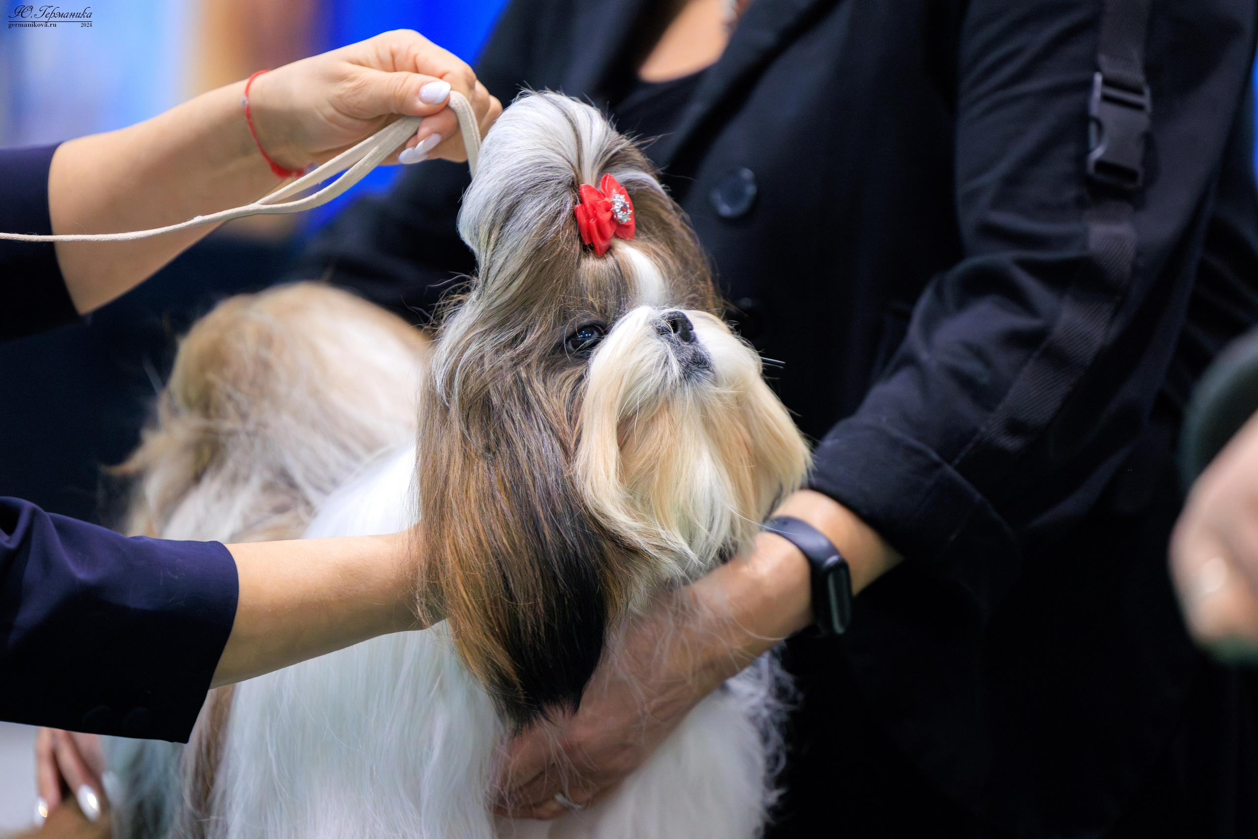 Минск 24-25.02.2024. Фотограф-анималист Юлия Германика