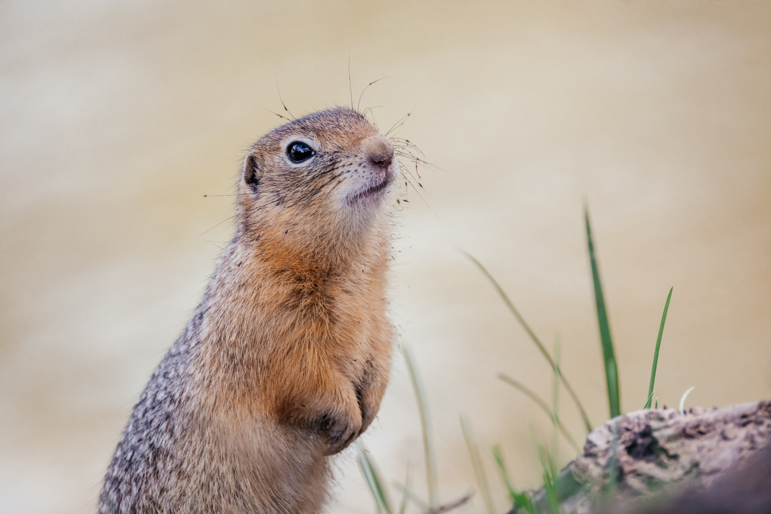 Суслики. Фотограф в Красноярске Оксана Корчагина
