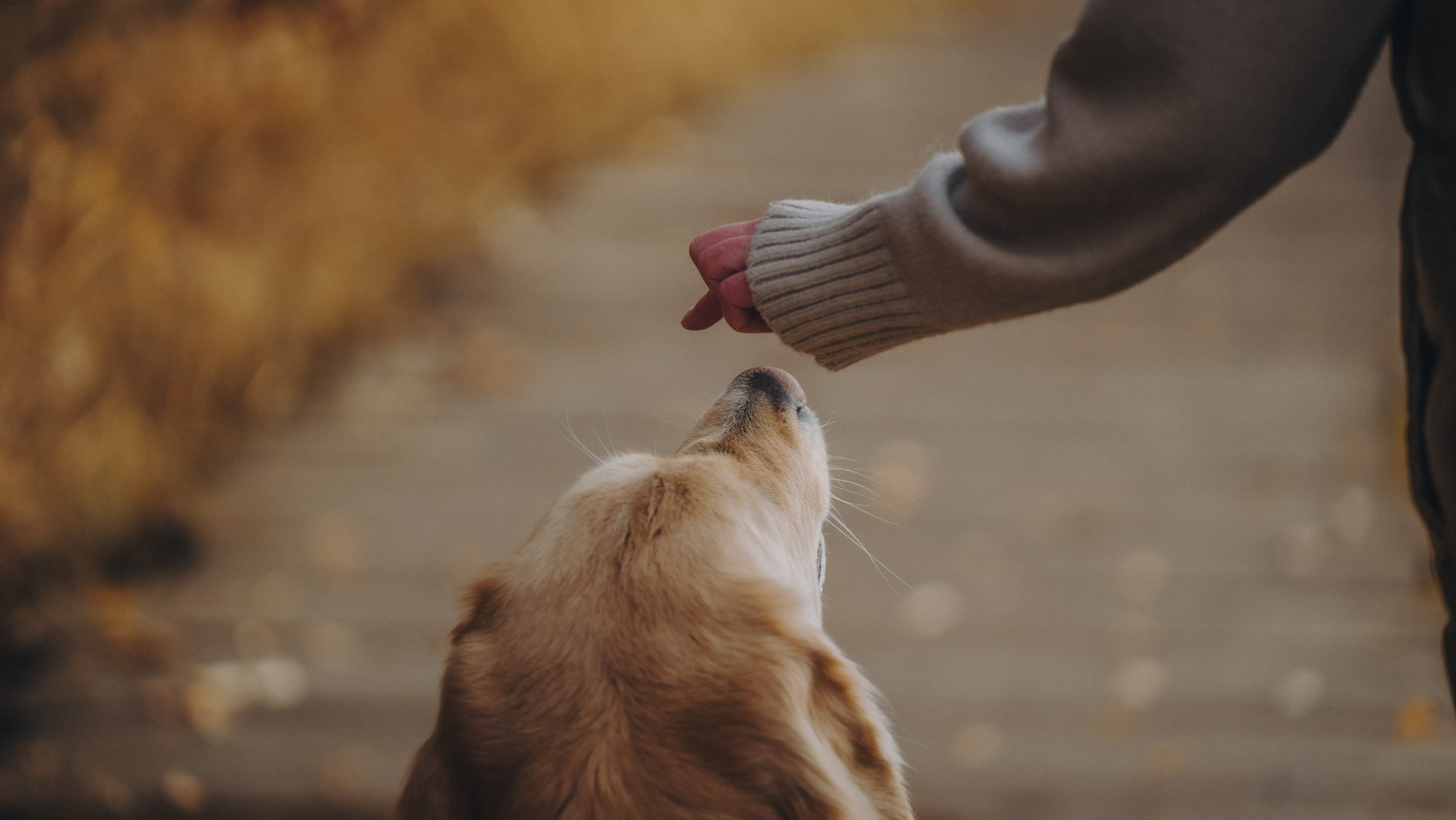 Анастасия и Айза. Фотограф анималист в Москве и Санкт-Петербурге Свиридова Анна