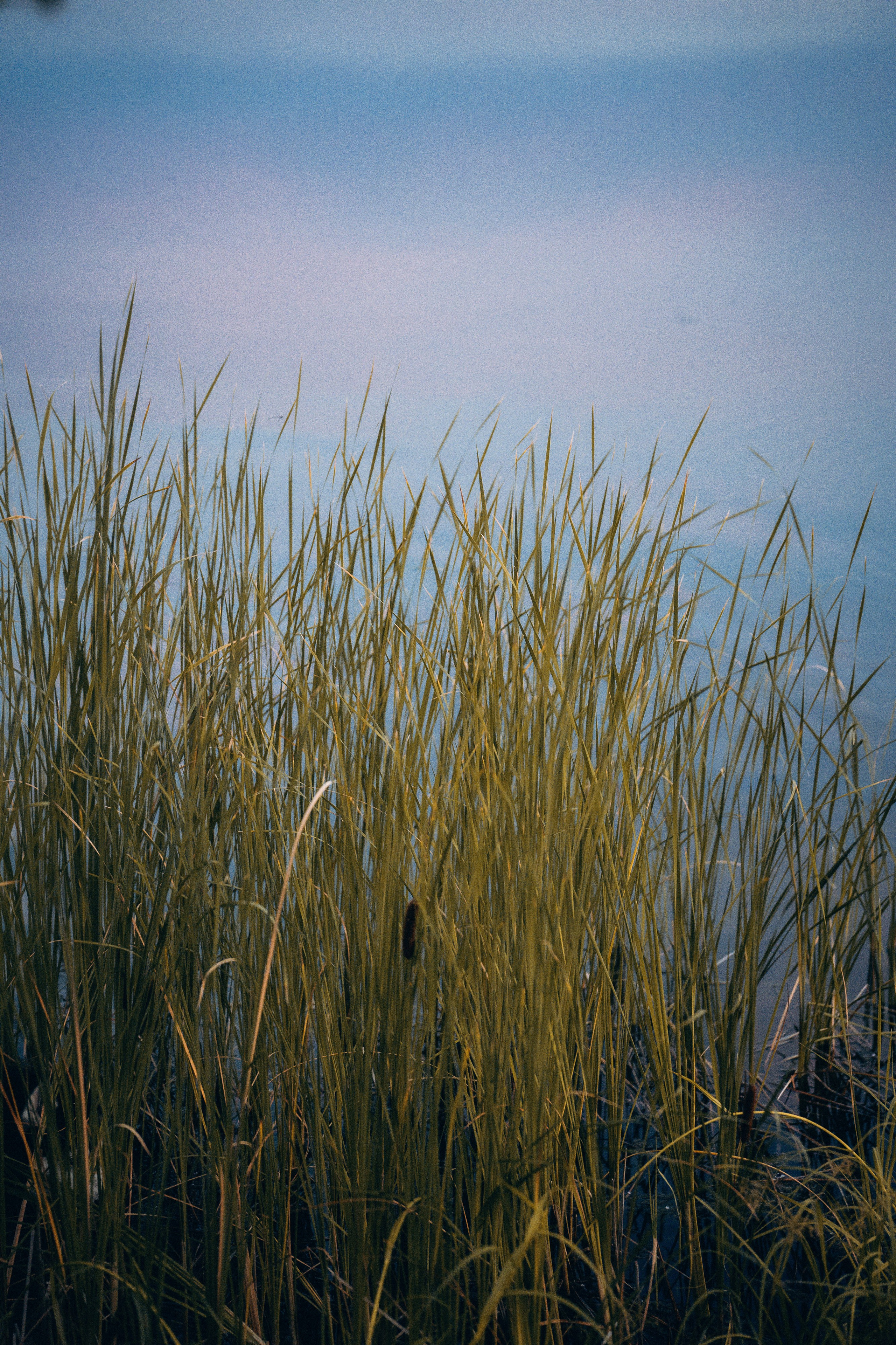 Мария и Вегас. Фотограф анималист в Москве и Санкт-Петербурге Свиридова Анна