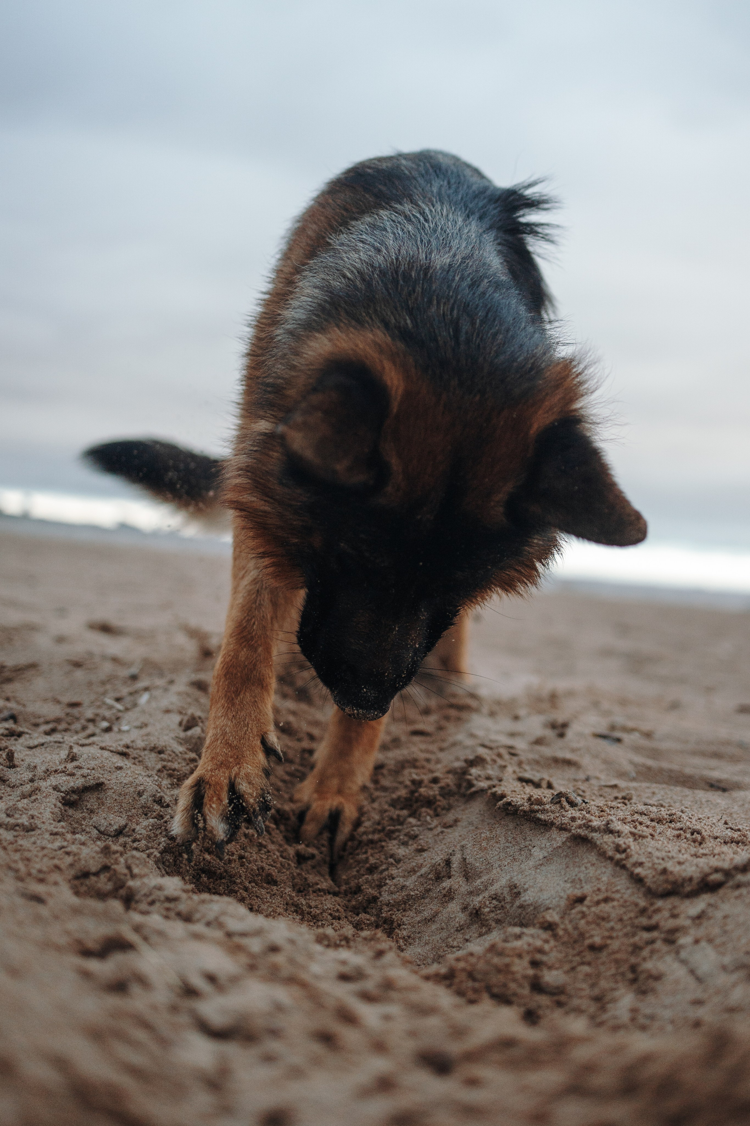 Катя и Агат. Фотограф — Анималист | Санкт-Петербург
