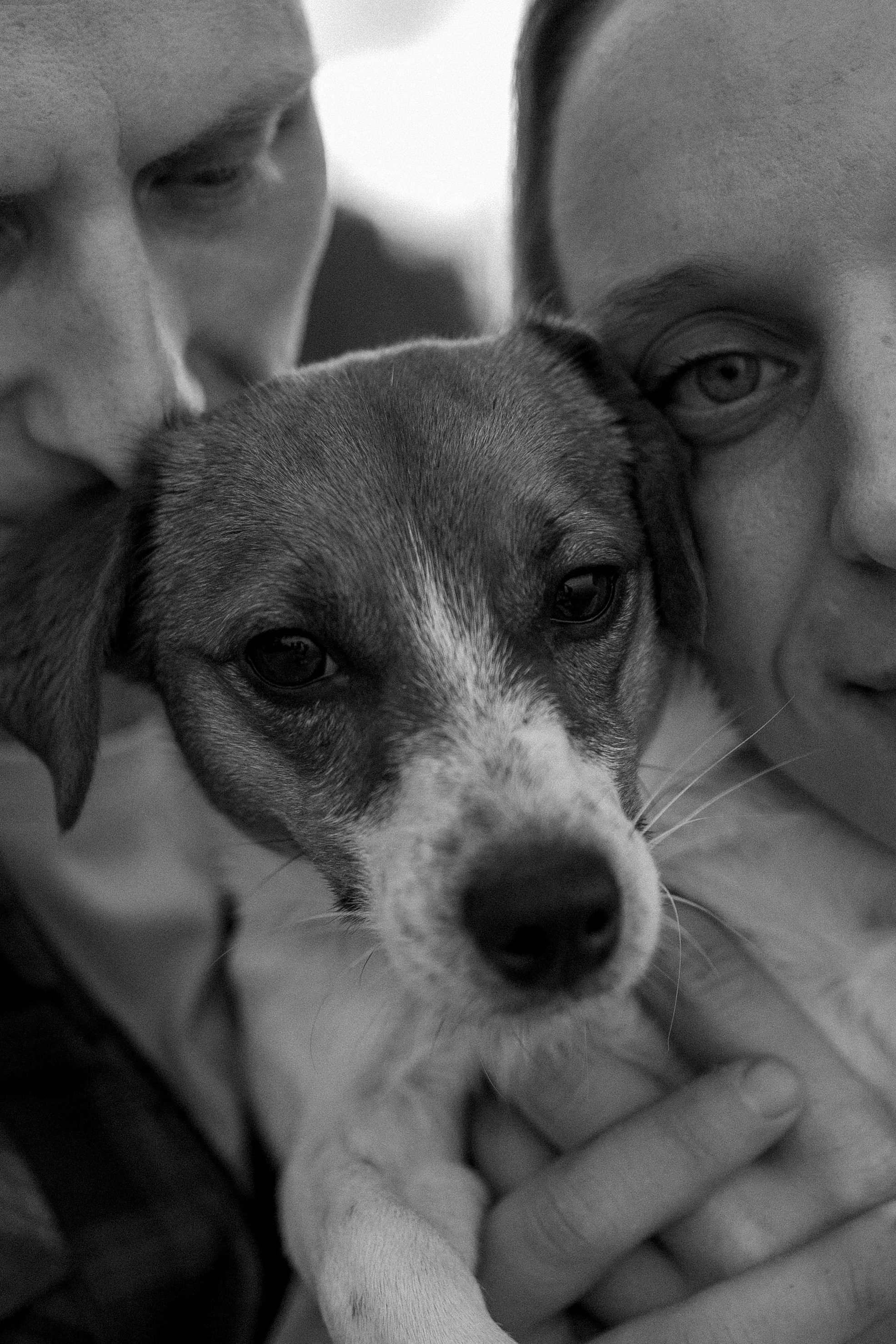 Лея и ее семья. Фотограф — Анималист | Санкт-Петербург